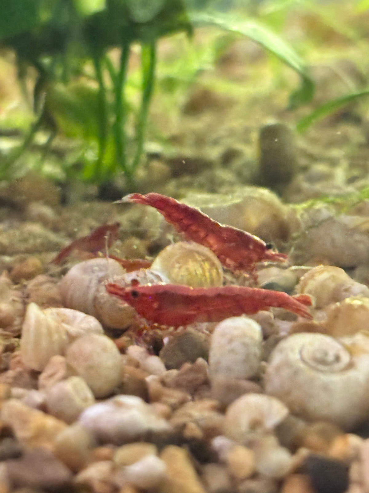Fish Room Updates: Future Shrimp Lines, Corydoras Breeding, and More
