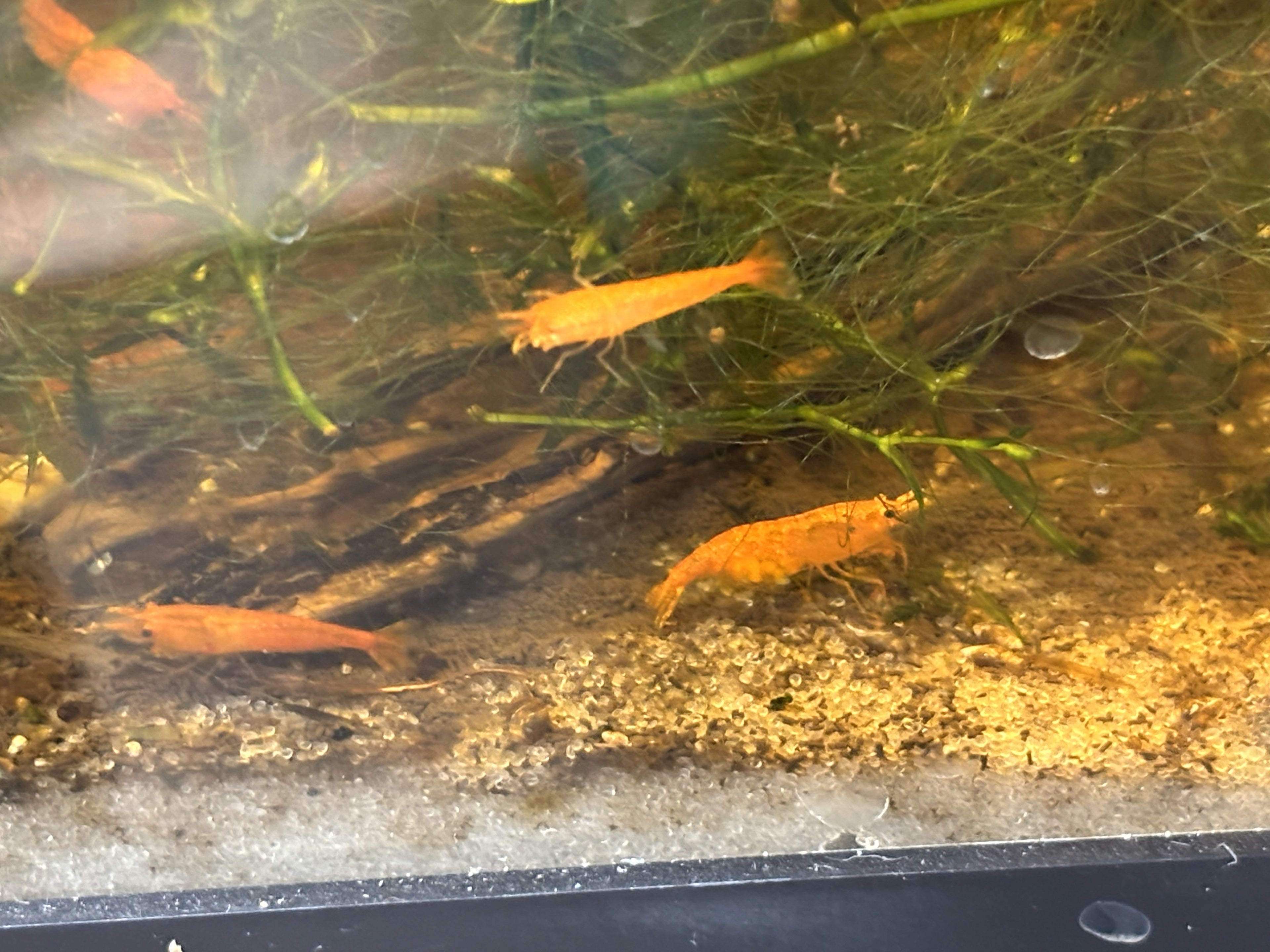 Raising Home-Bred Neocaridina: What I have learned in the last 3 Years