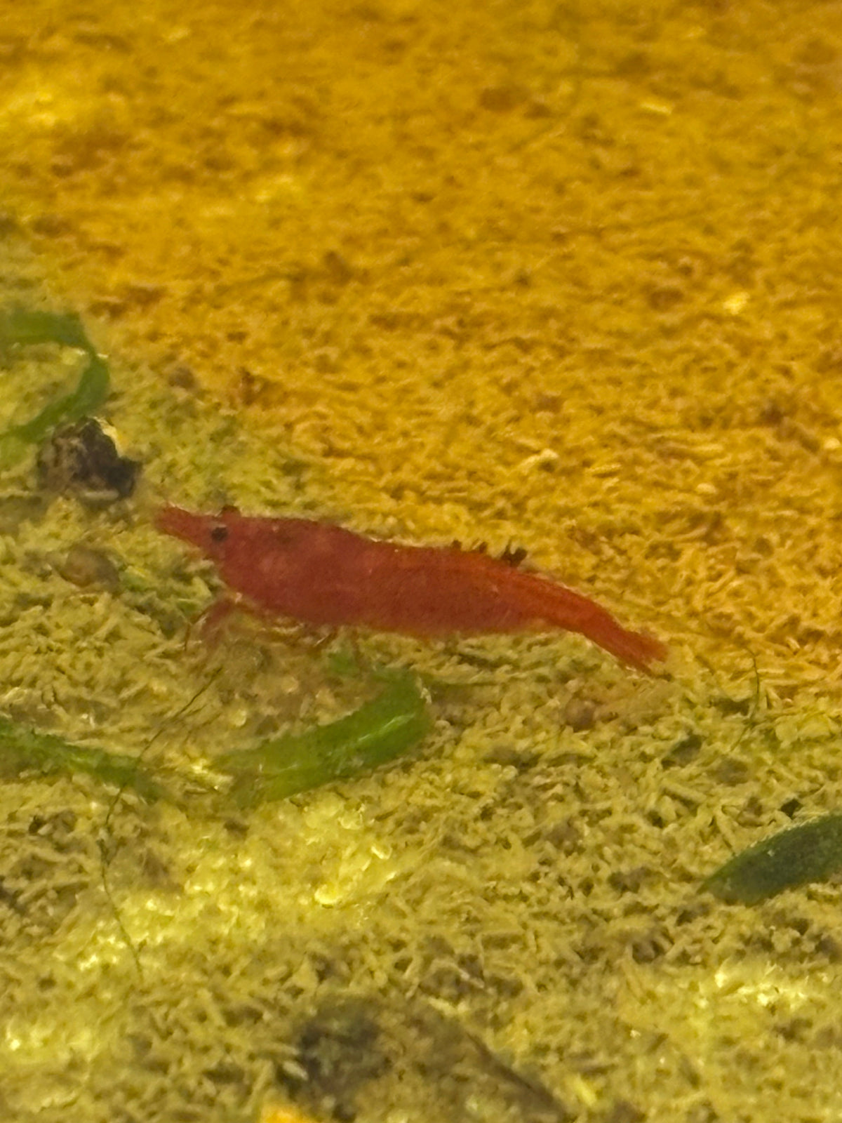 Shrimp