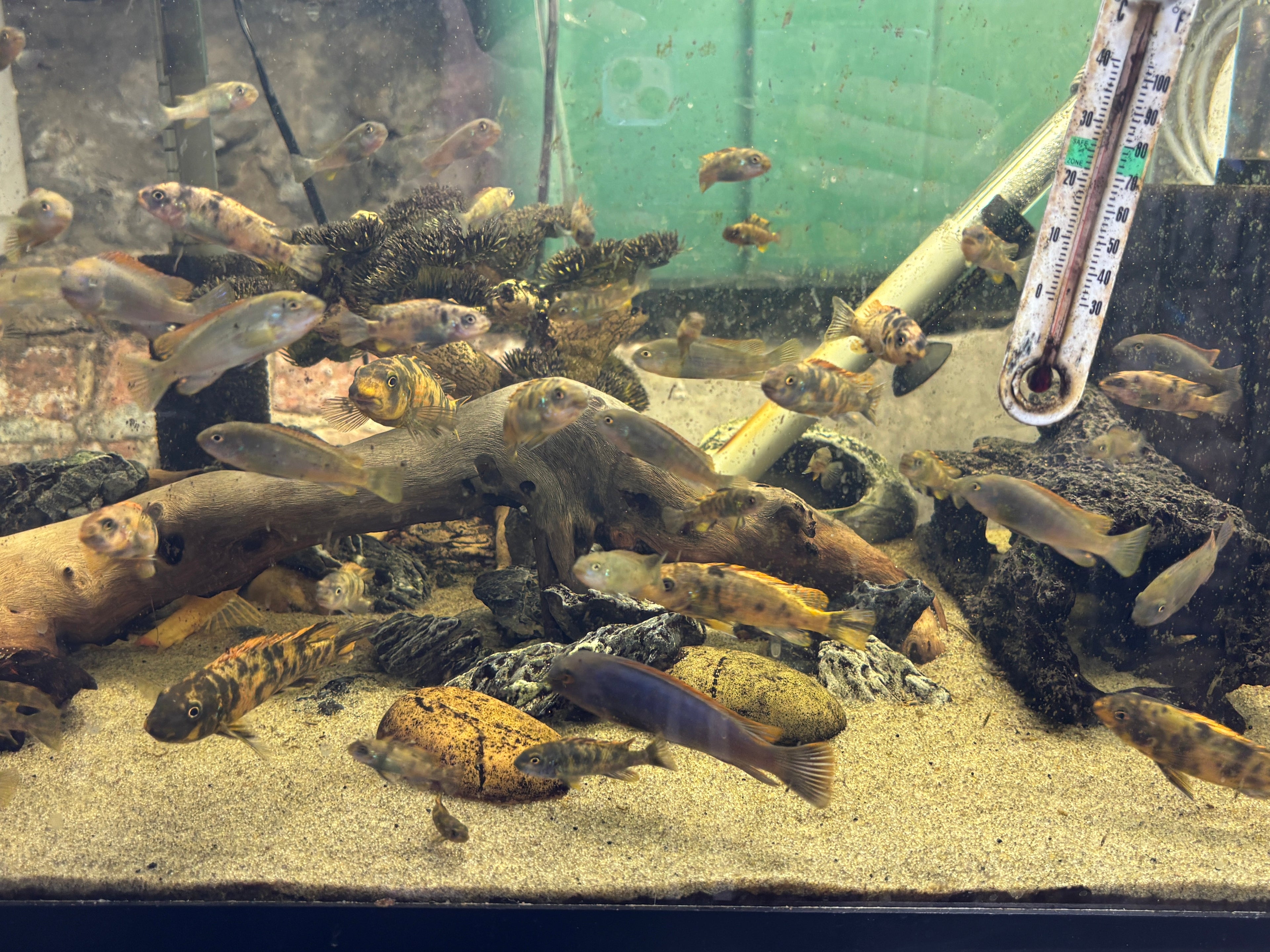 Mbuna (Rock-Dwellers)