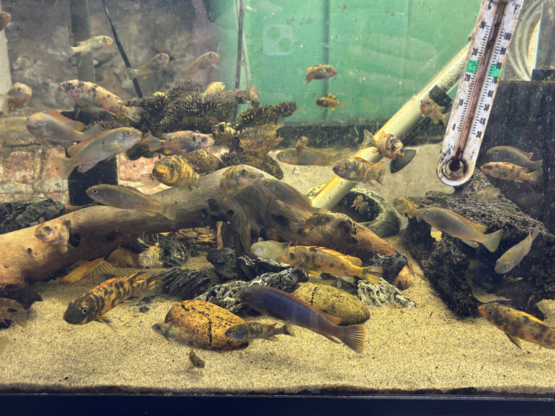 Mbuna (Rock-Dwellers)