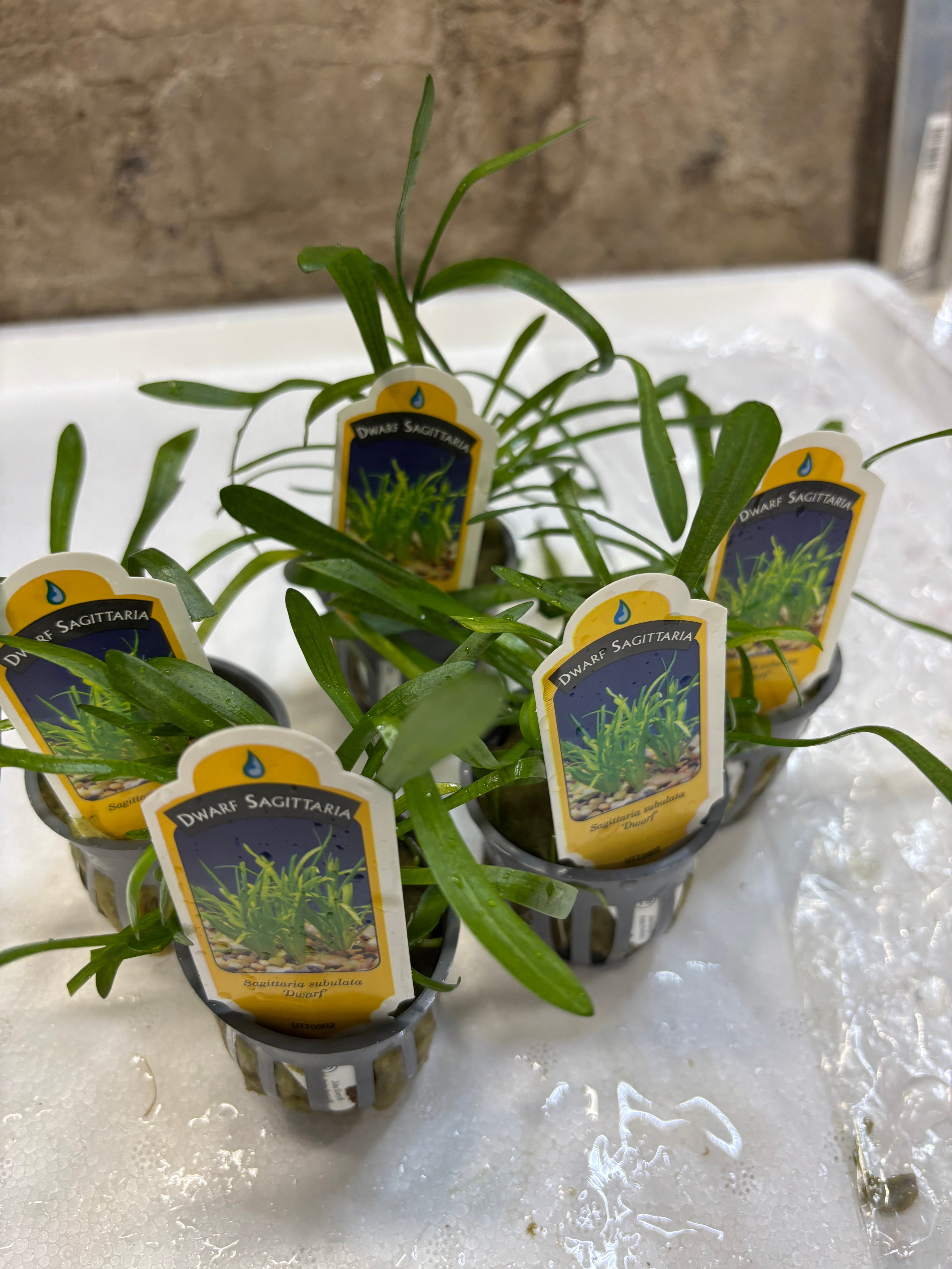 Aquatic Live Plants