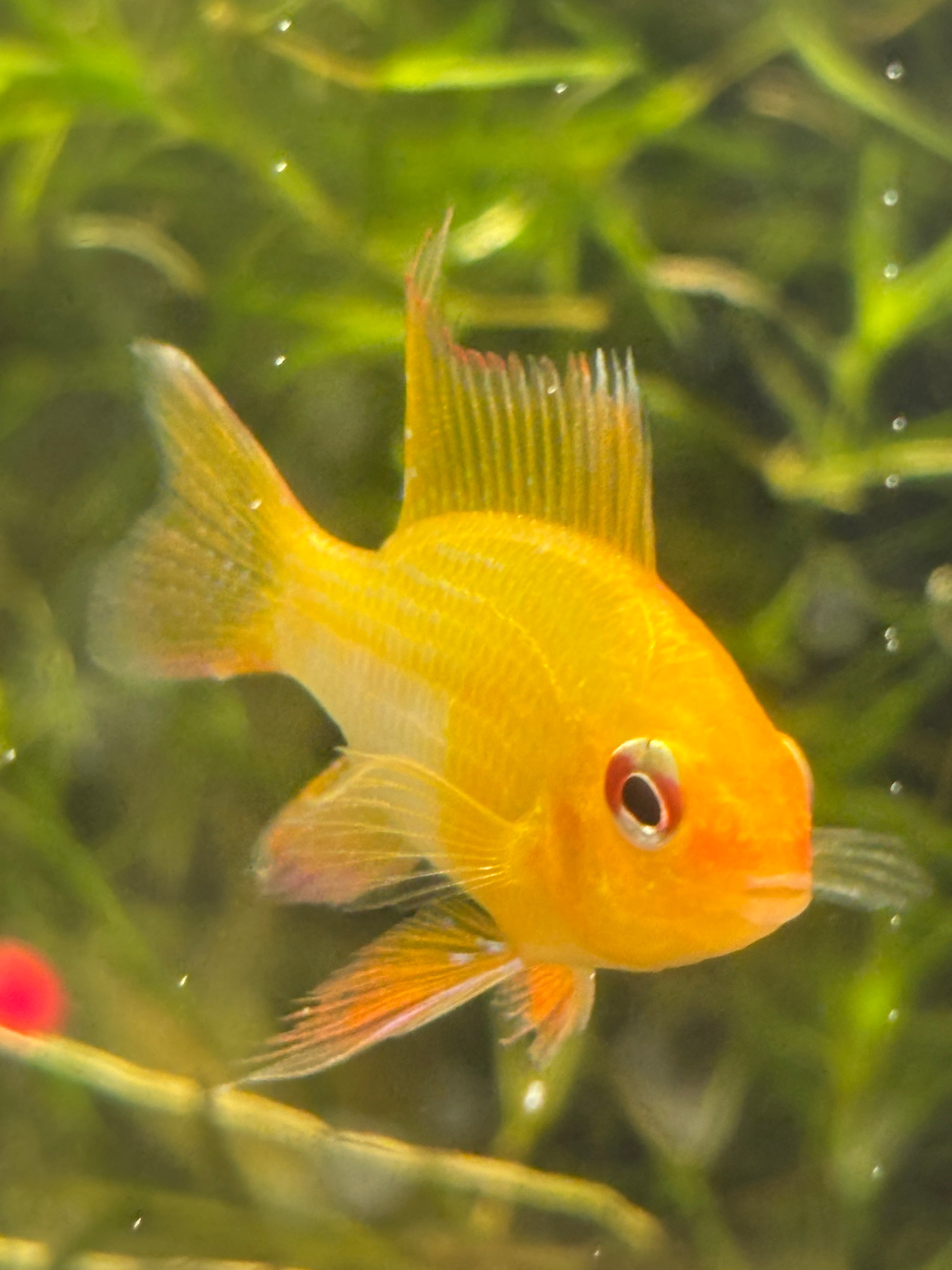 Dwarf Cichlids