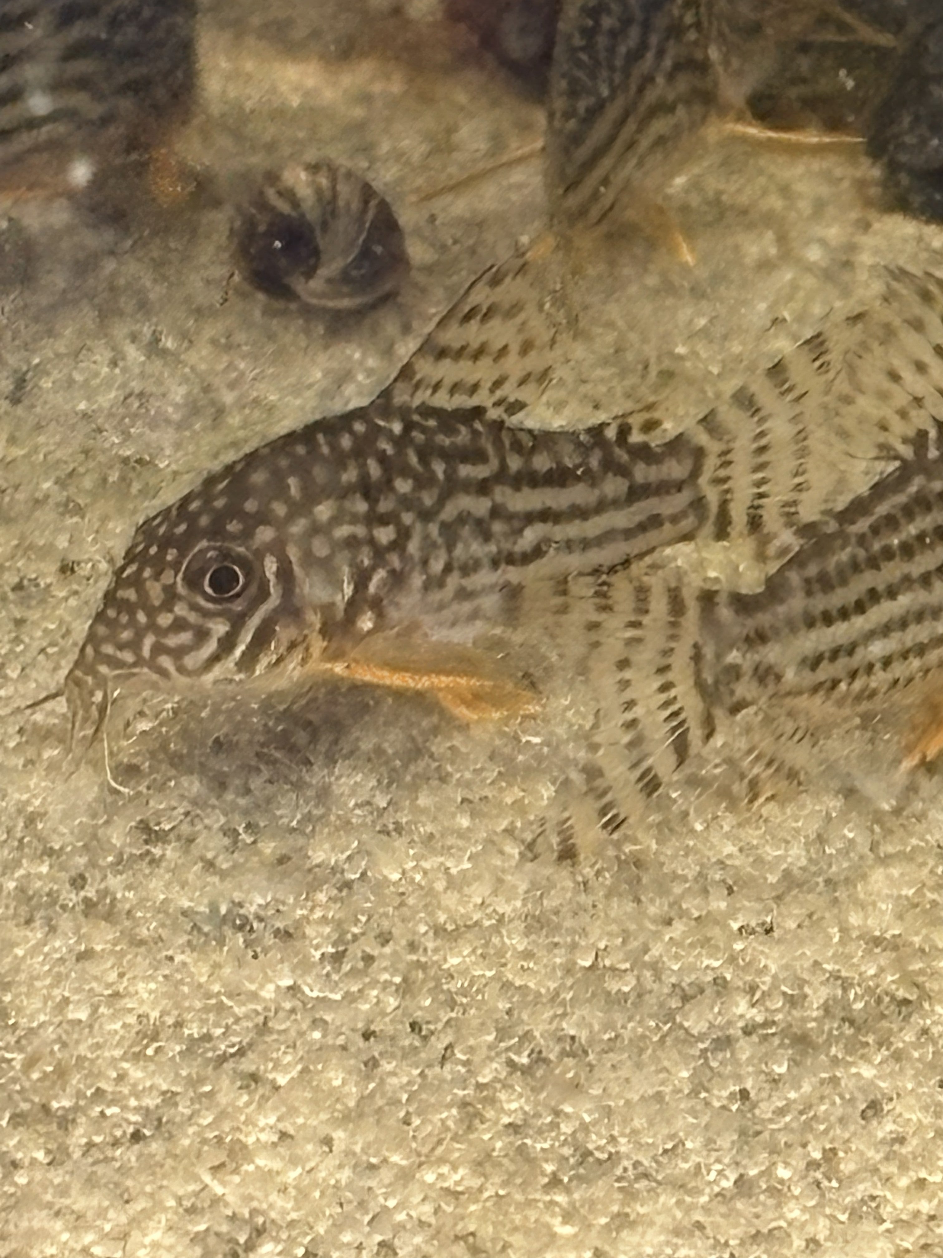 Catfish