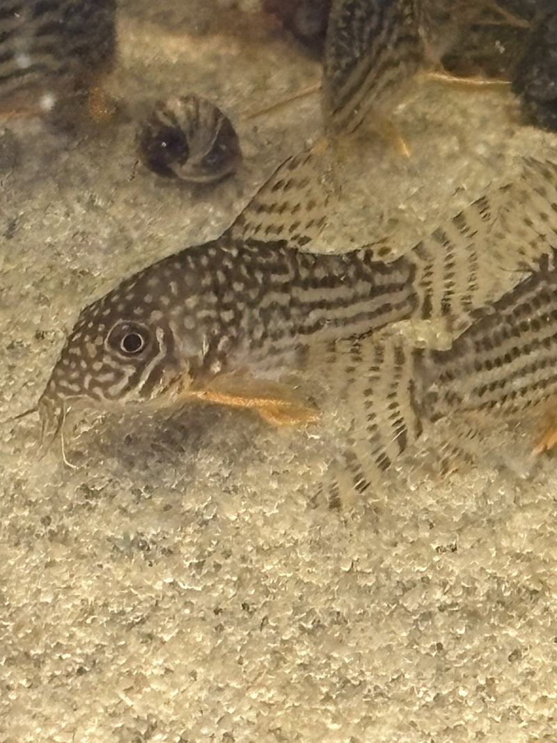 Catfish