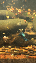 Blue Moscow Guppy (Home Bred)