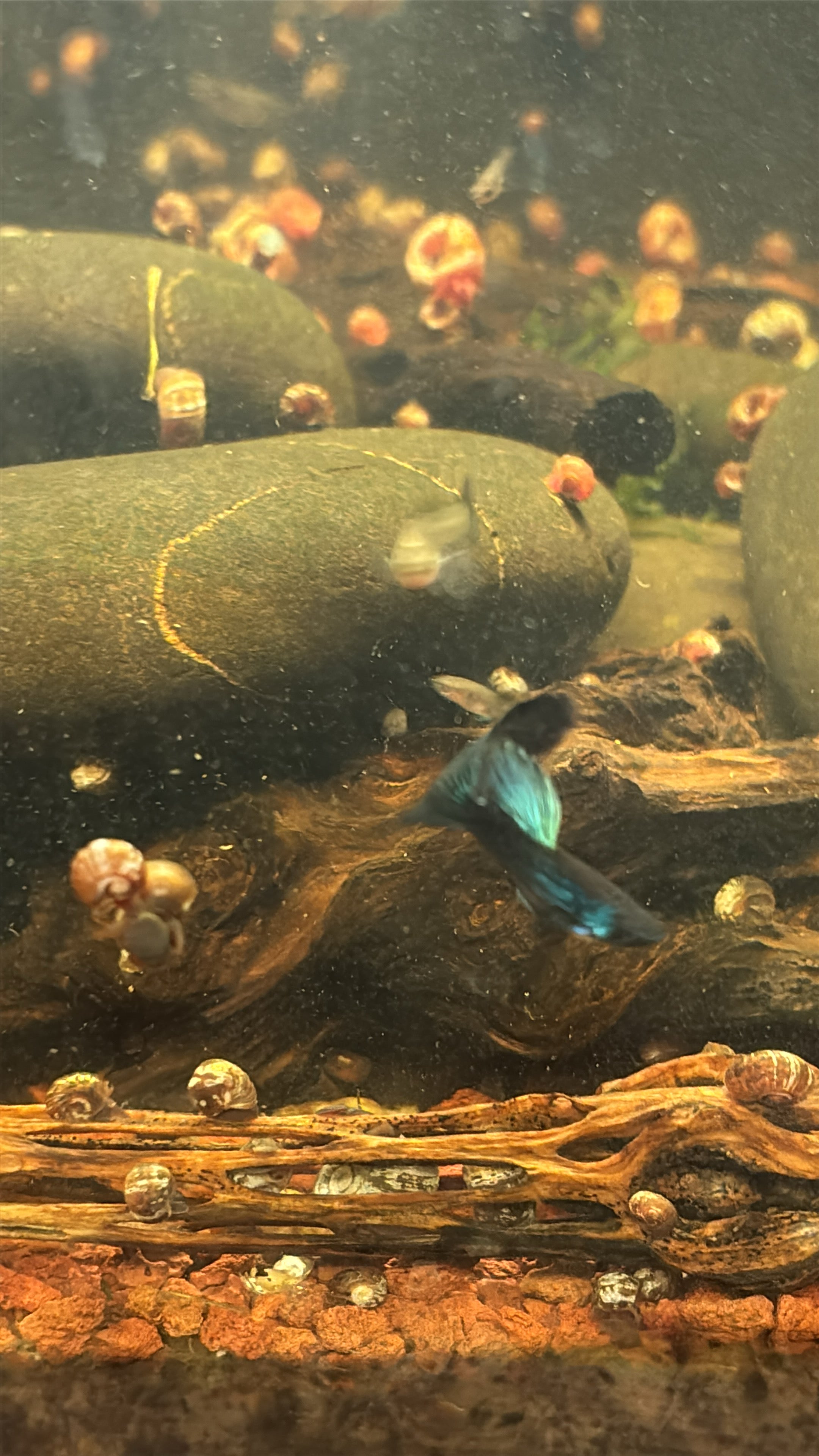 Blue Moscow Guppy (Home Bred)