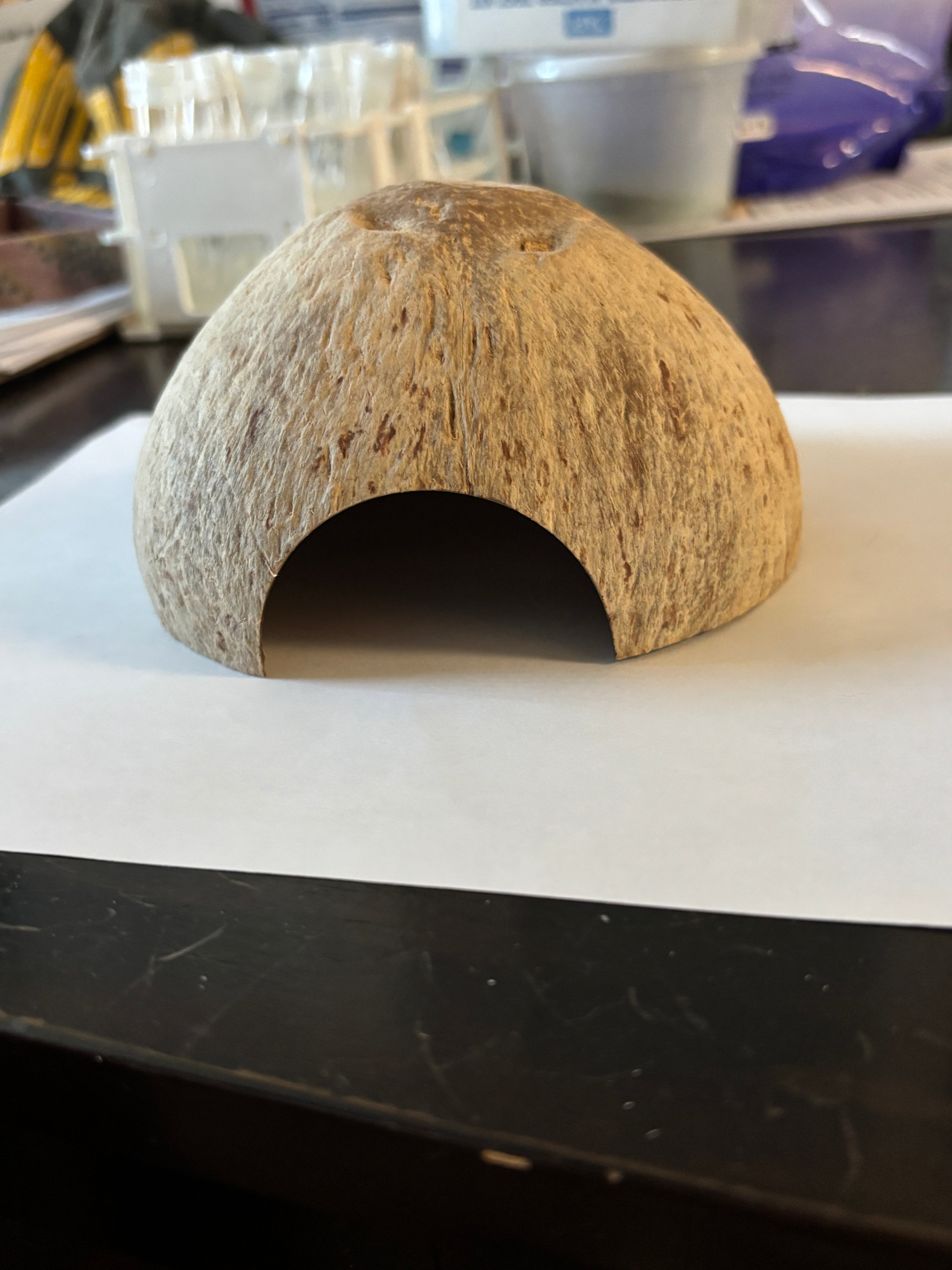 Coconut Half Shell