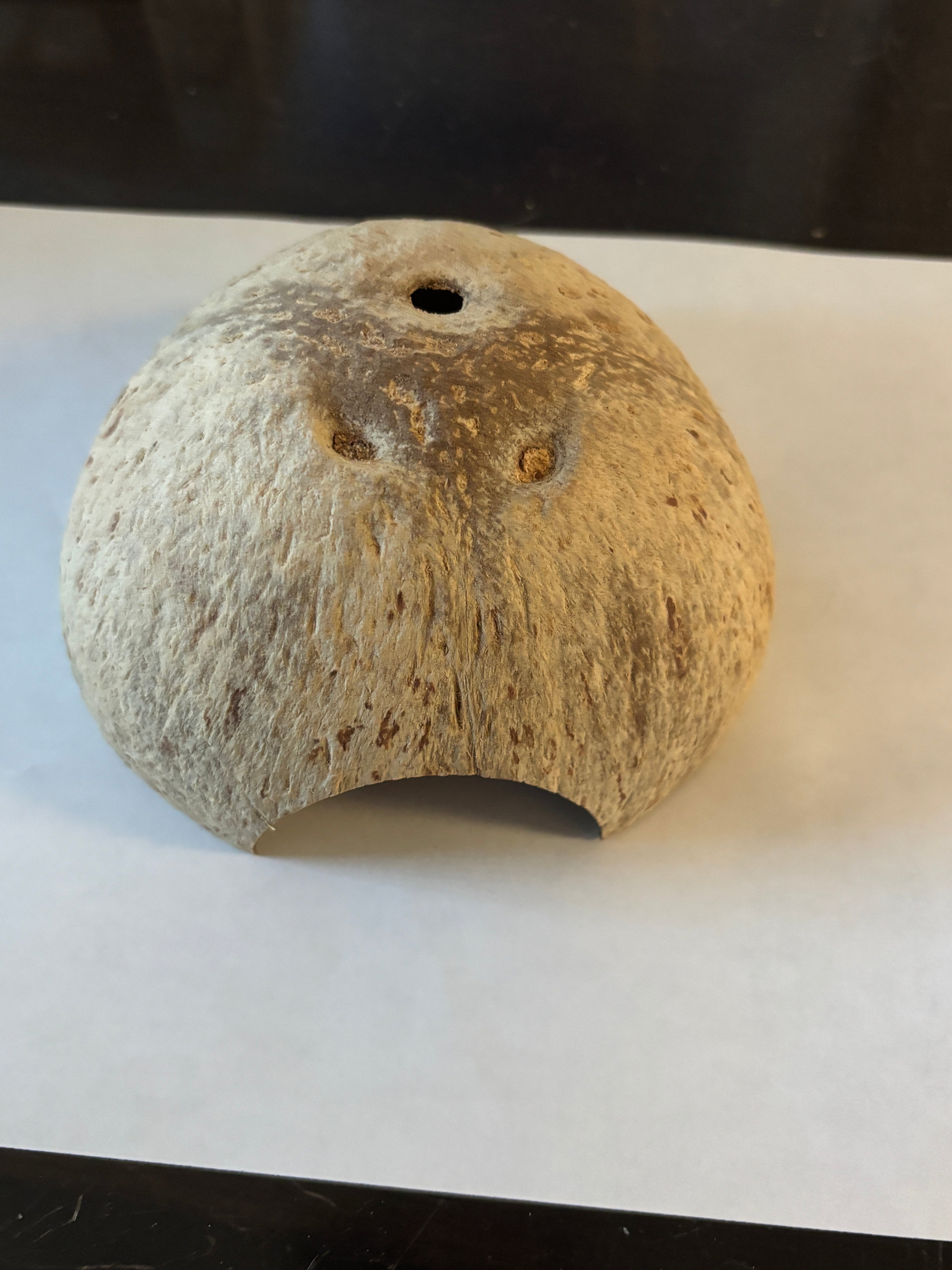 Coconut Half Shell