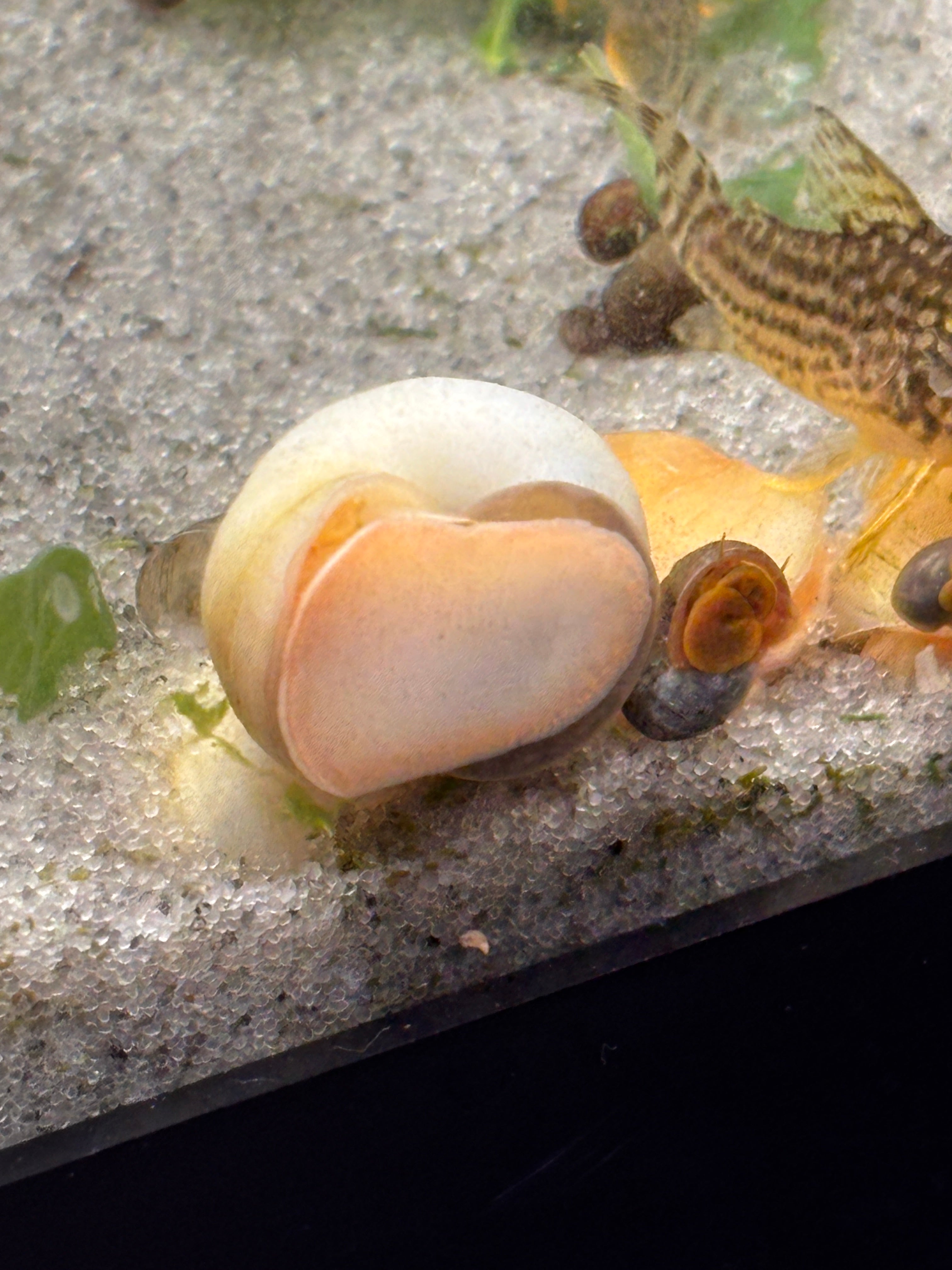 Ivory Mystery Snail