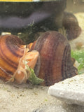 Albino Mystery Snail