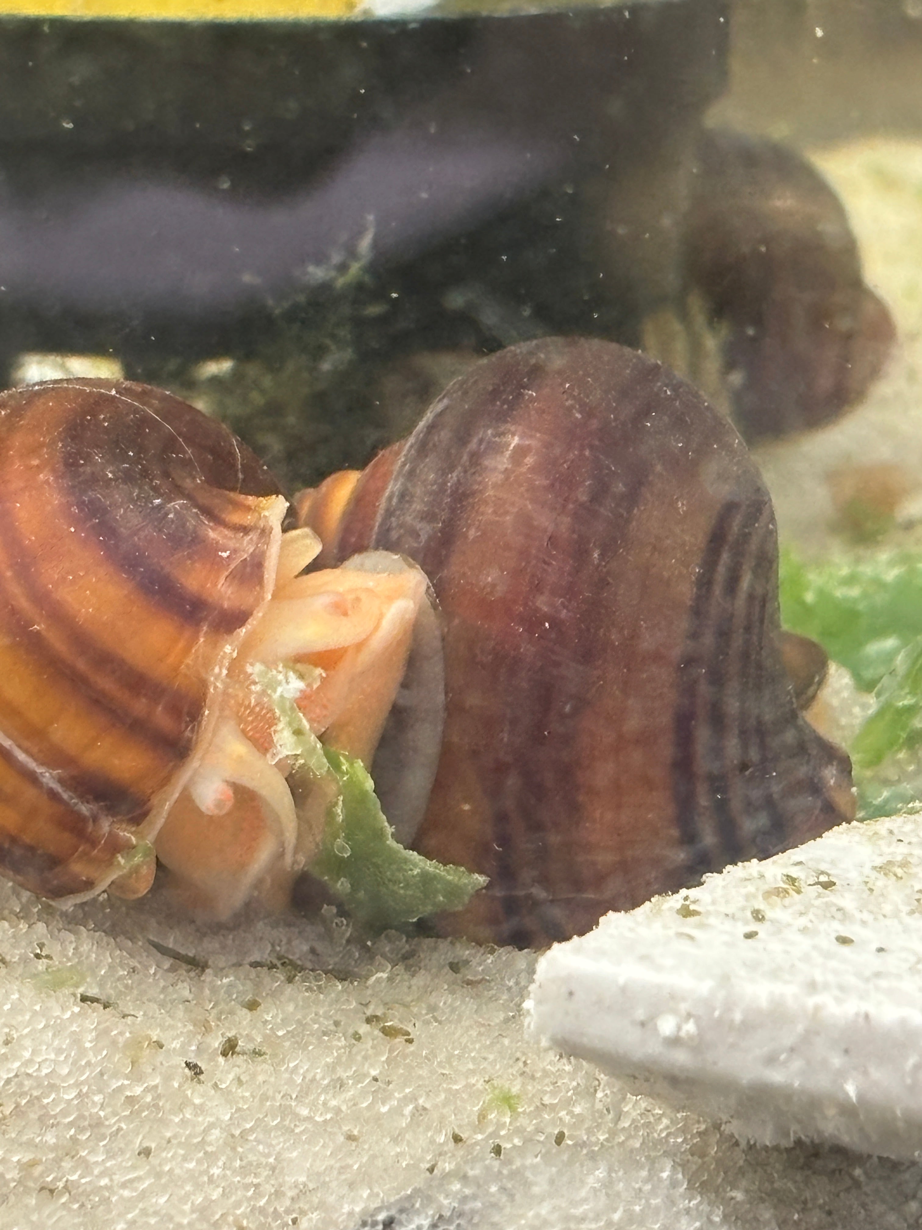 Albino Mystery Snail