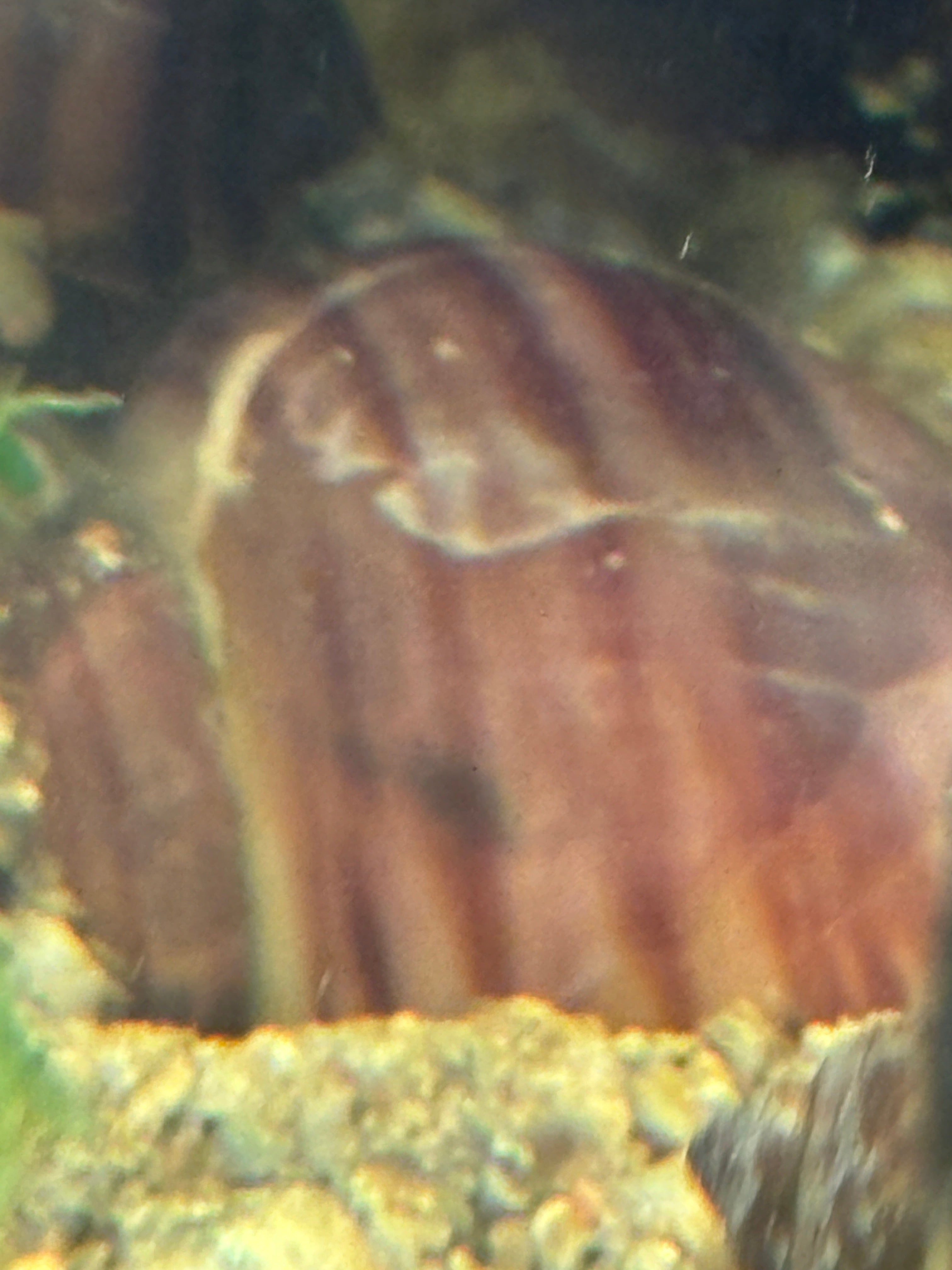 Purple Albino Mystery Snail
