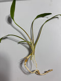 Cryptocoryne Lucens – Medium