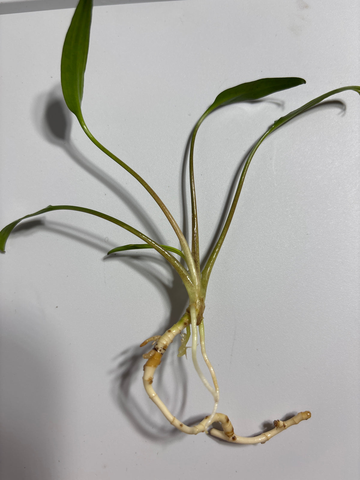 Cryptocoryne Lucens – Medium