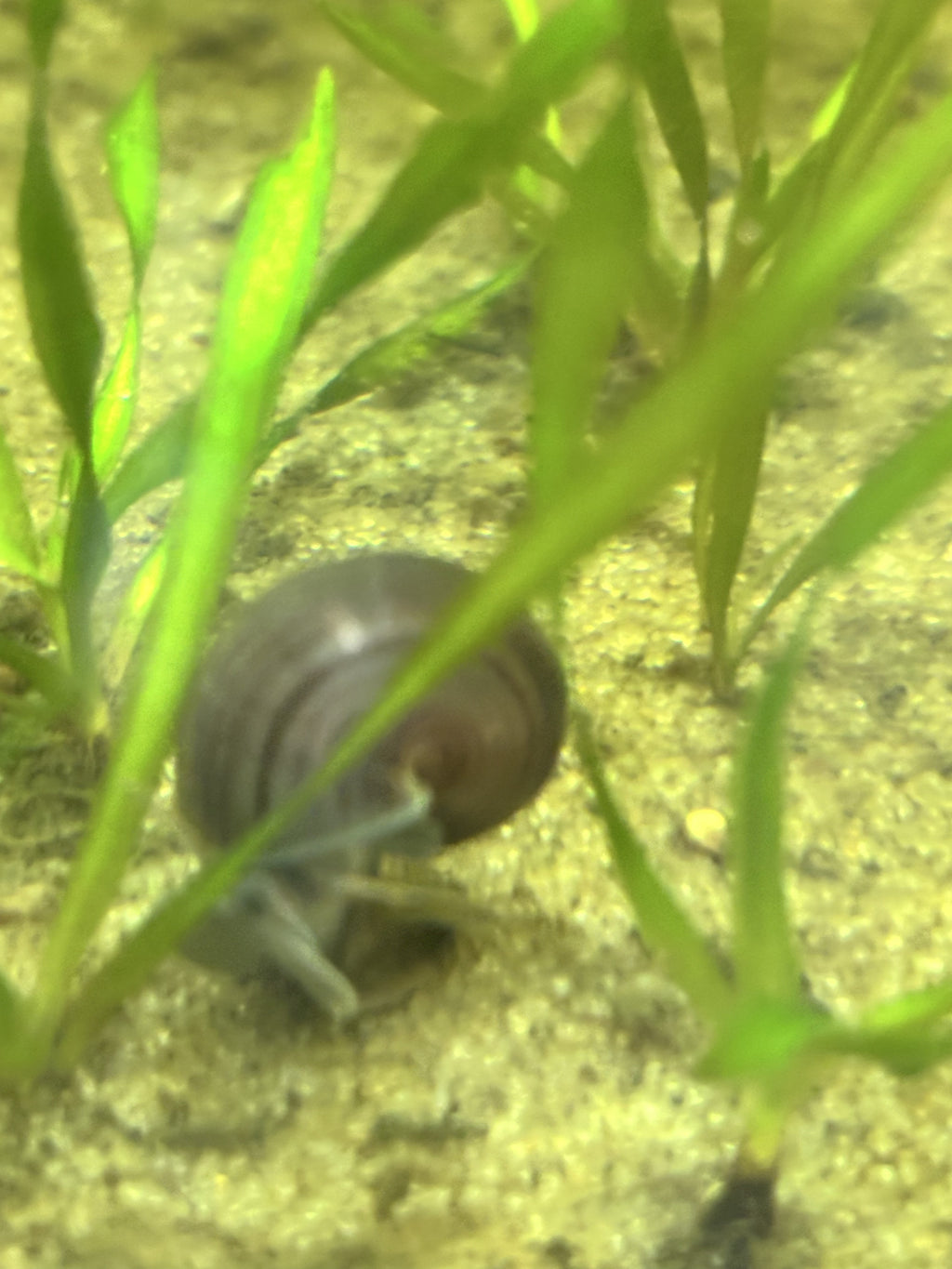 Purple Mystery Snail