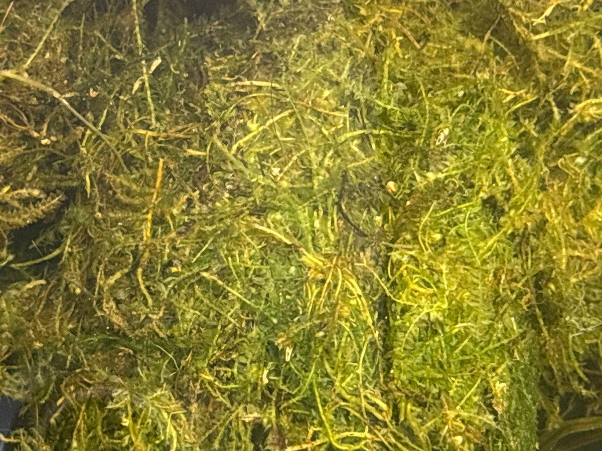 Java Moss – Golf-Ball-Sized Portion