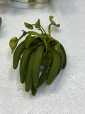 Banana Plant (Nymphoides aquatica)