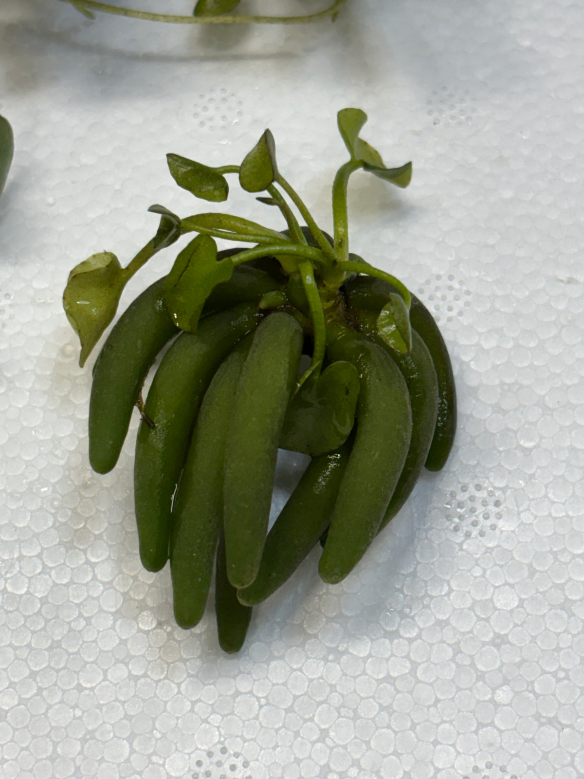 Banana Plant (Nymphoides aquatica)