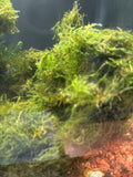 Christmas Moss – Golf-Ball-Sized Portion