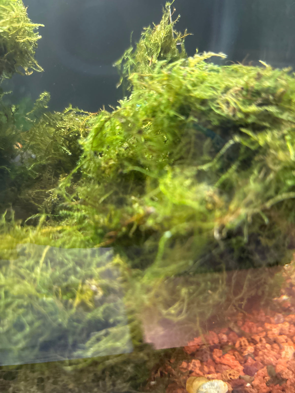 Christmas Moss – Golf-Ball-Sized Portion