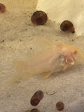 Albino Corydoras Sterbai (Adult)