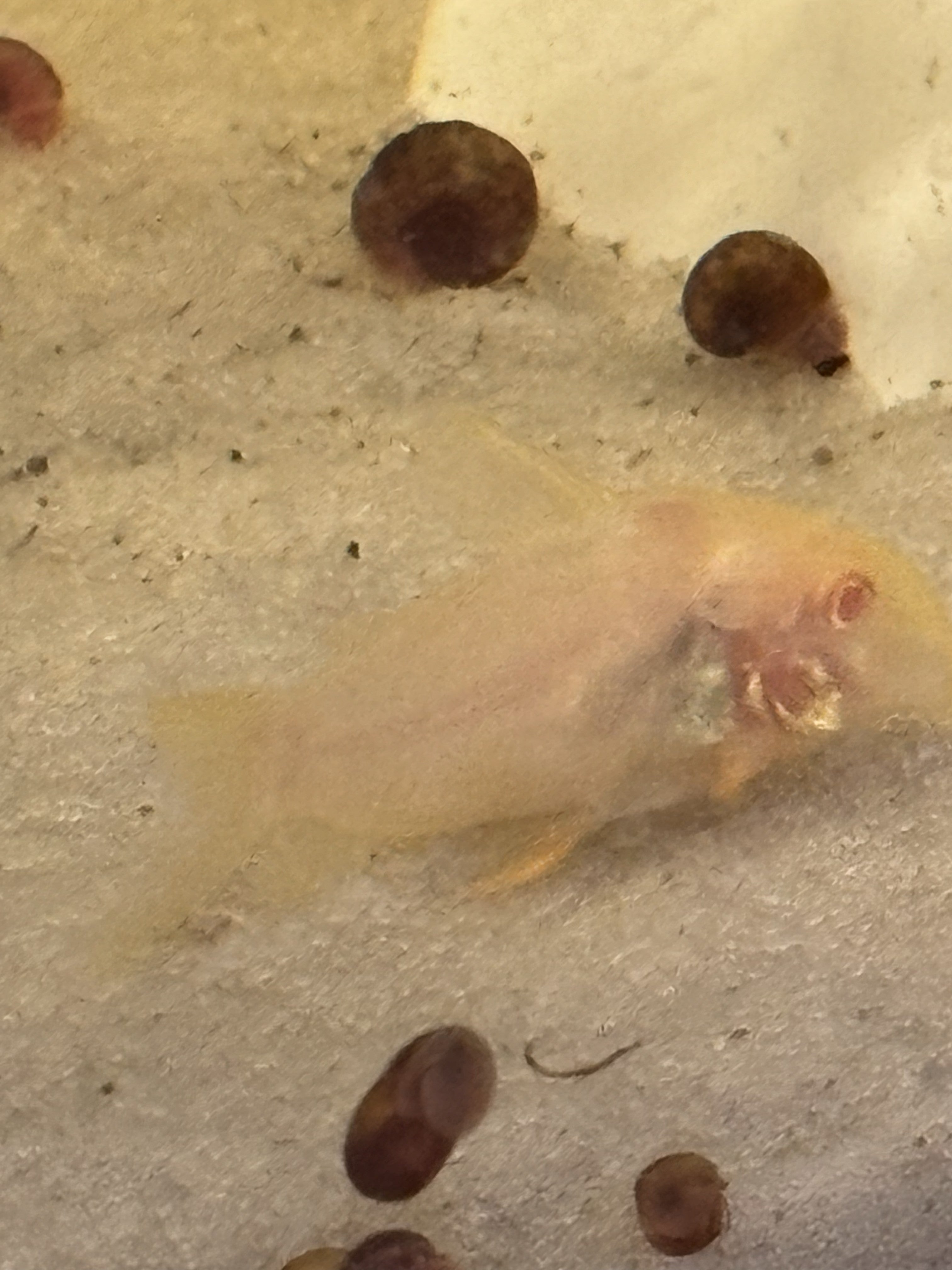 Albino Corydoras Sterbai (Adult)