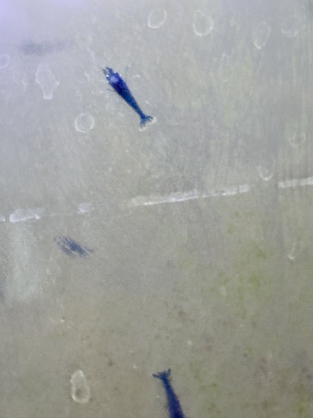 Blue Dream Shrimp 5+1 Pack