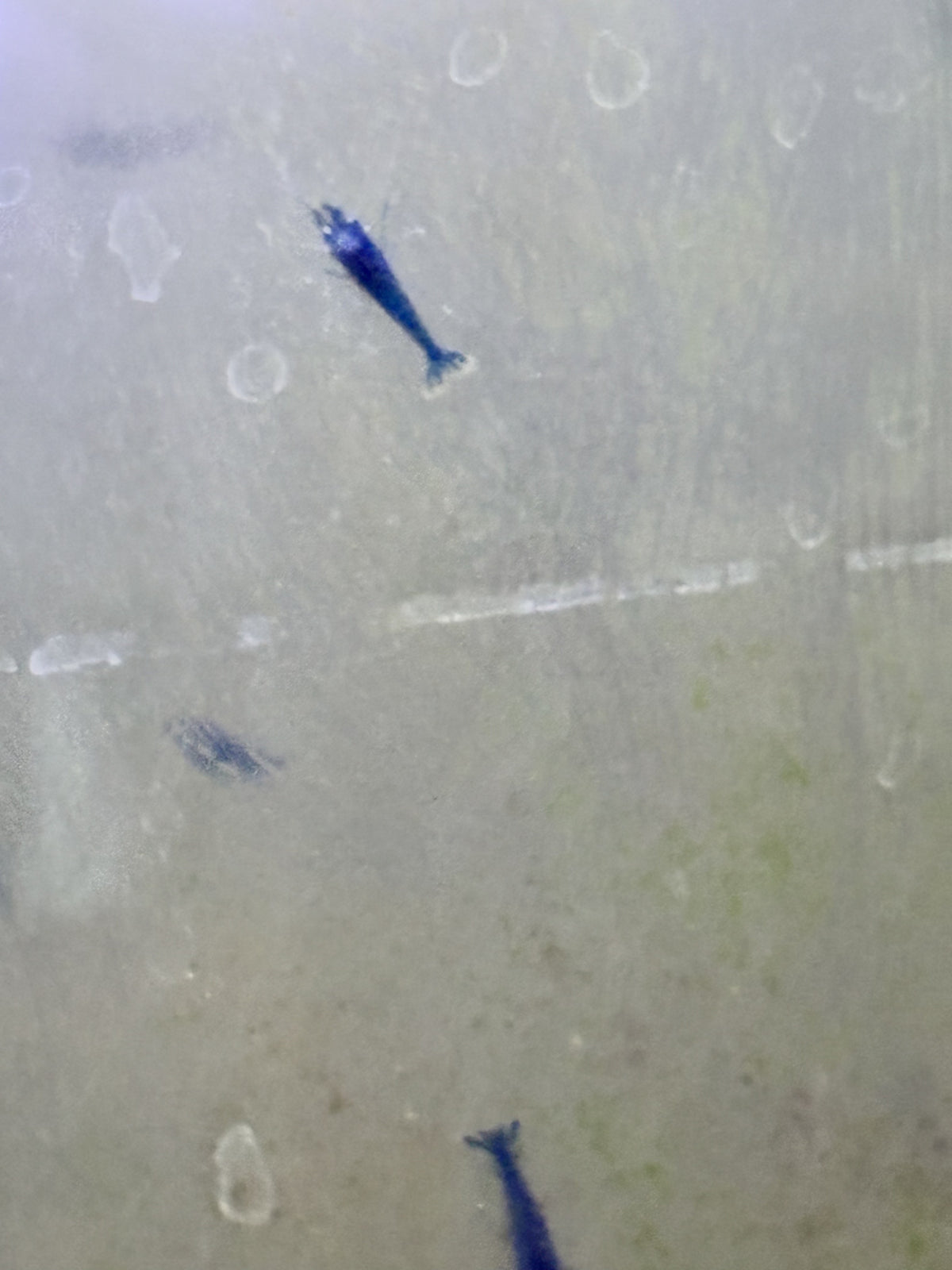 Blue Dream Shrimp 5+1 Pack