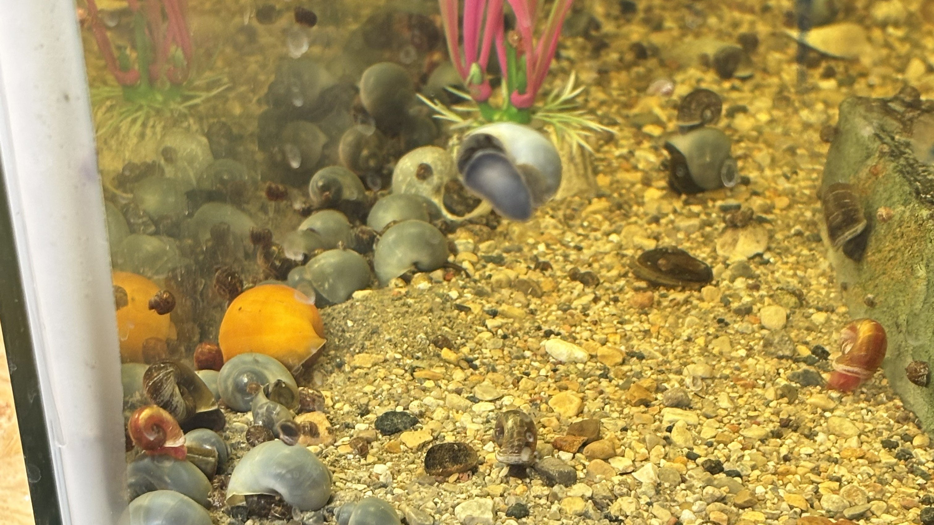 Blue Mystery Snail