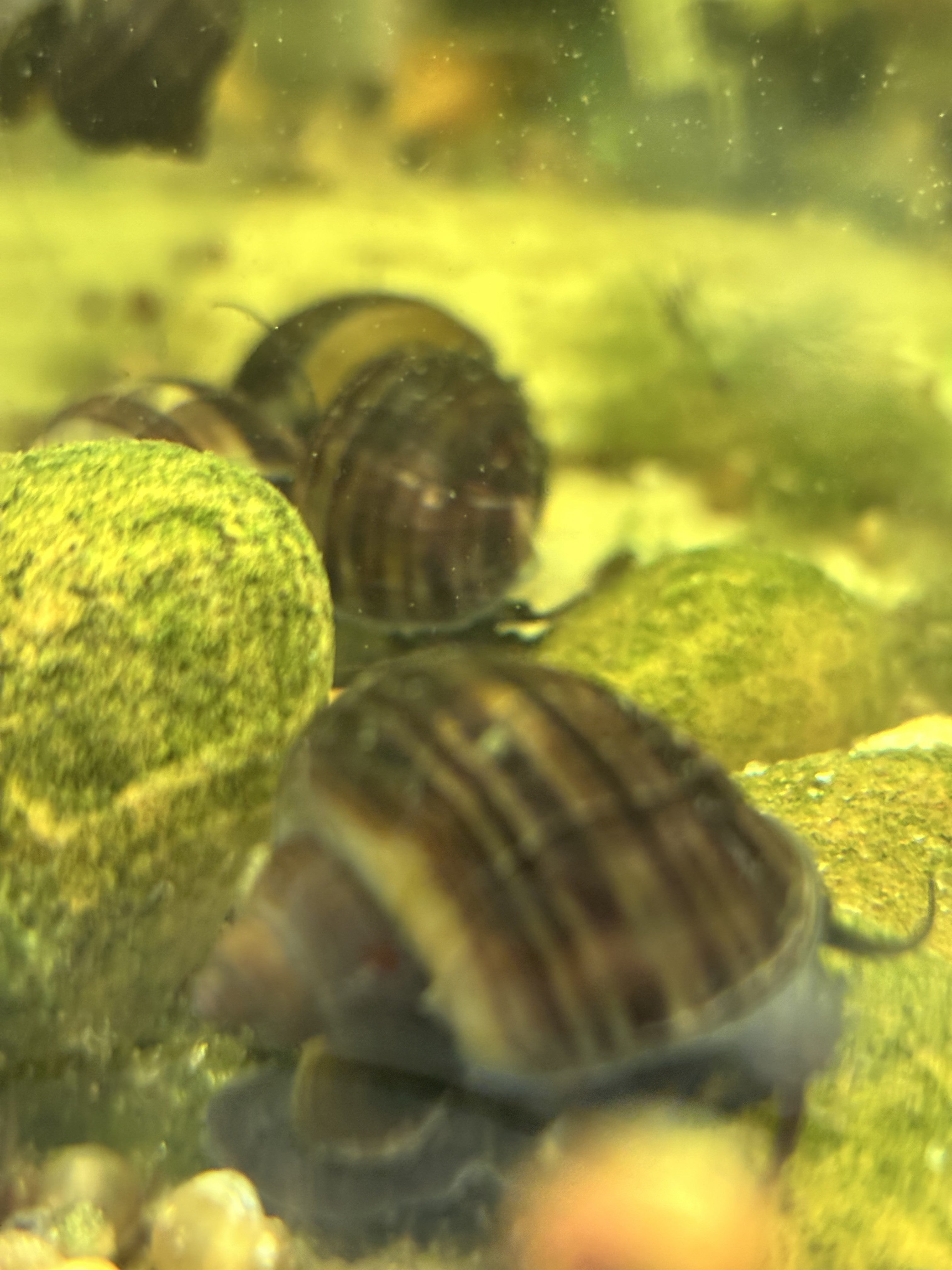 Black Mystery Snail
