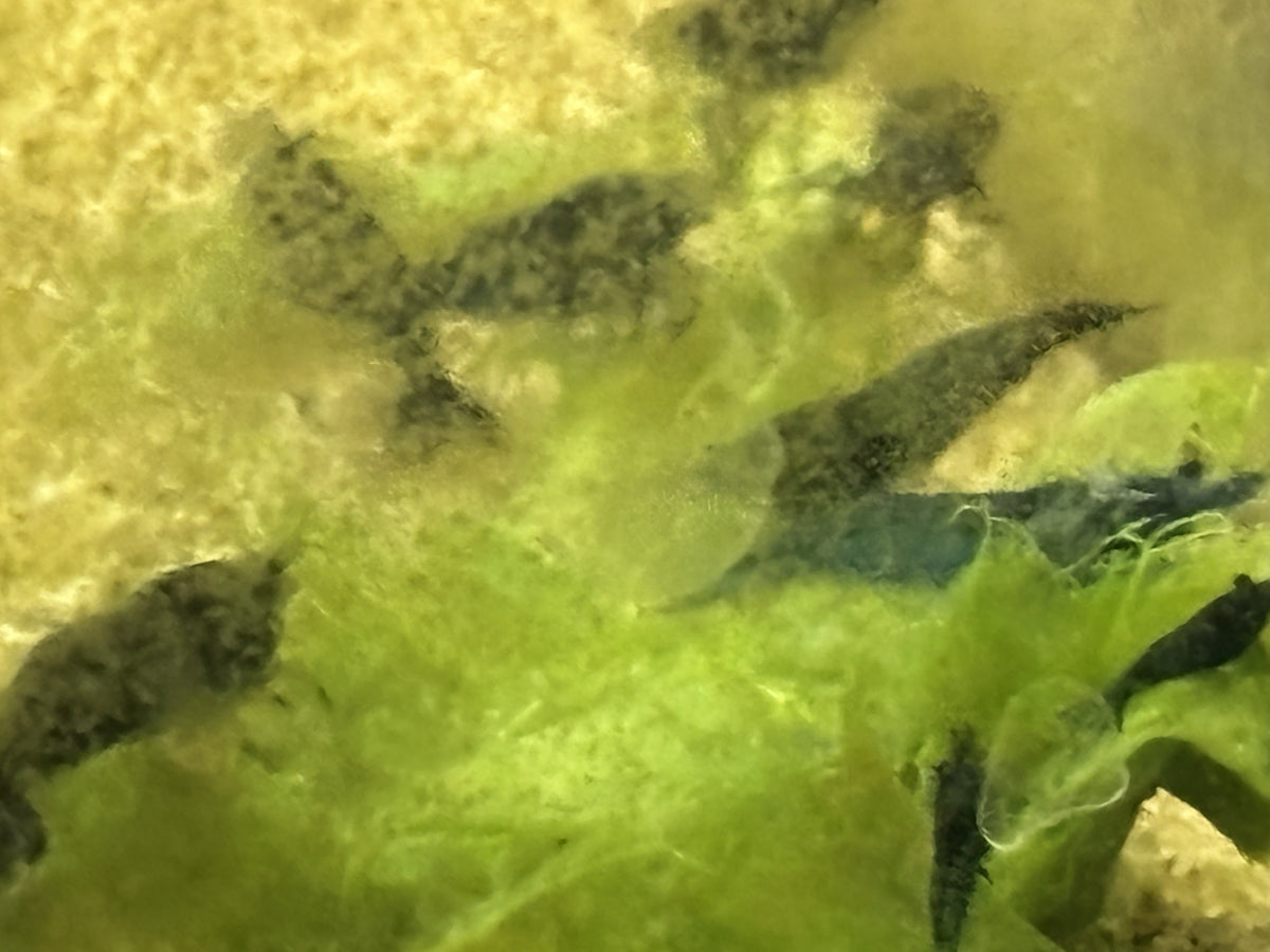 Blue Dream Shrimp 5+1 Pack