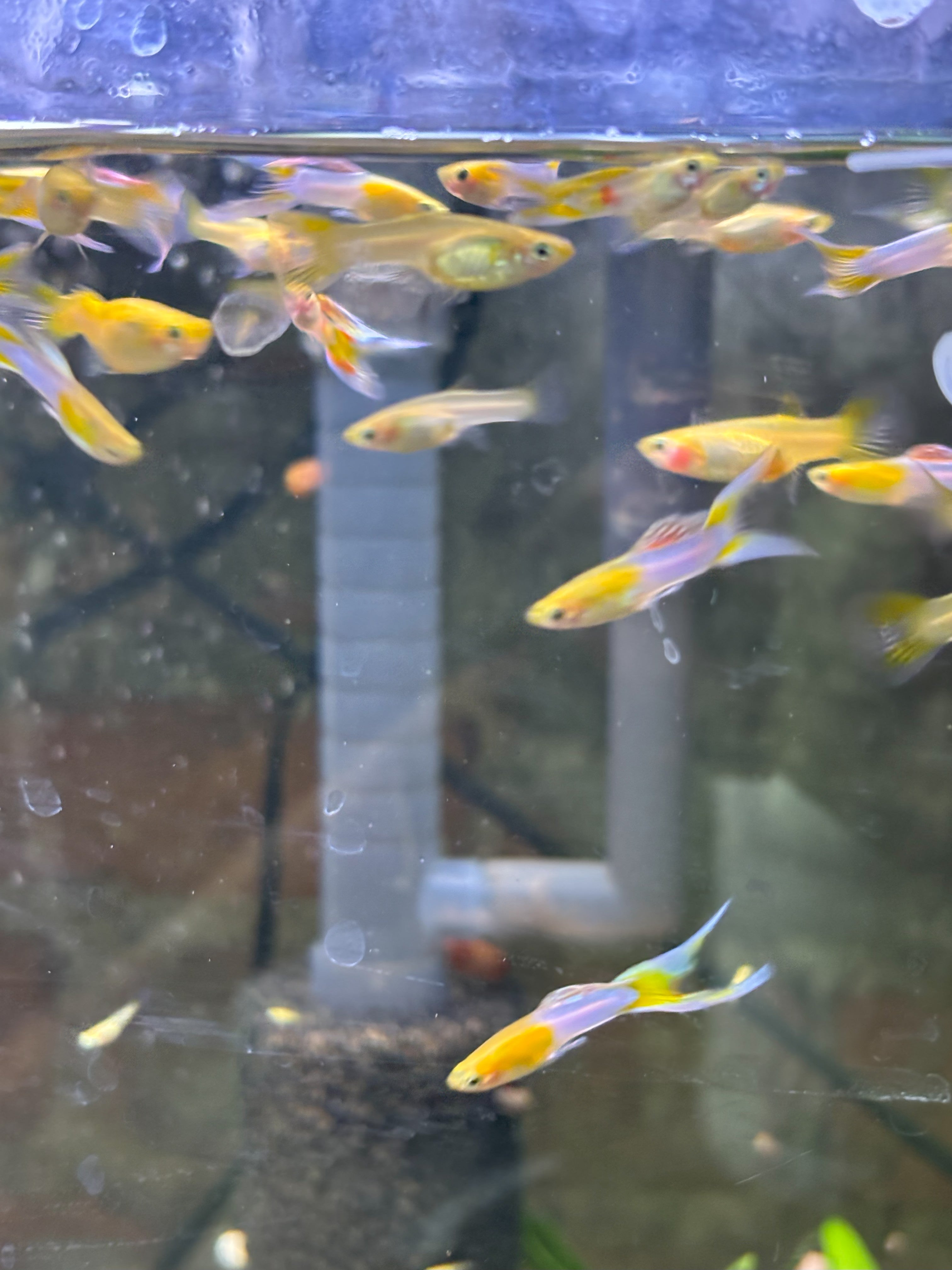Blue Japanese Double Sword Guppy