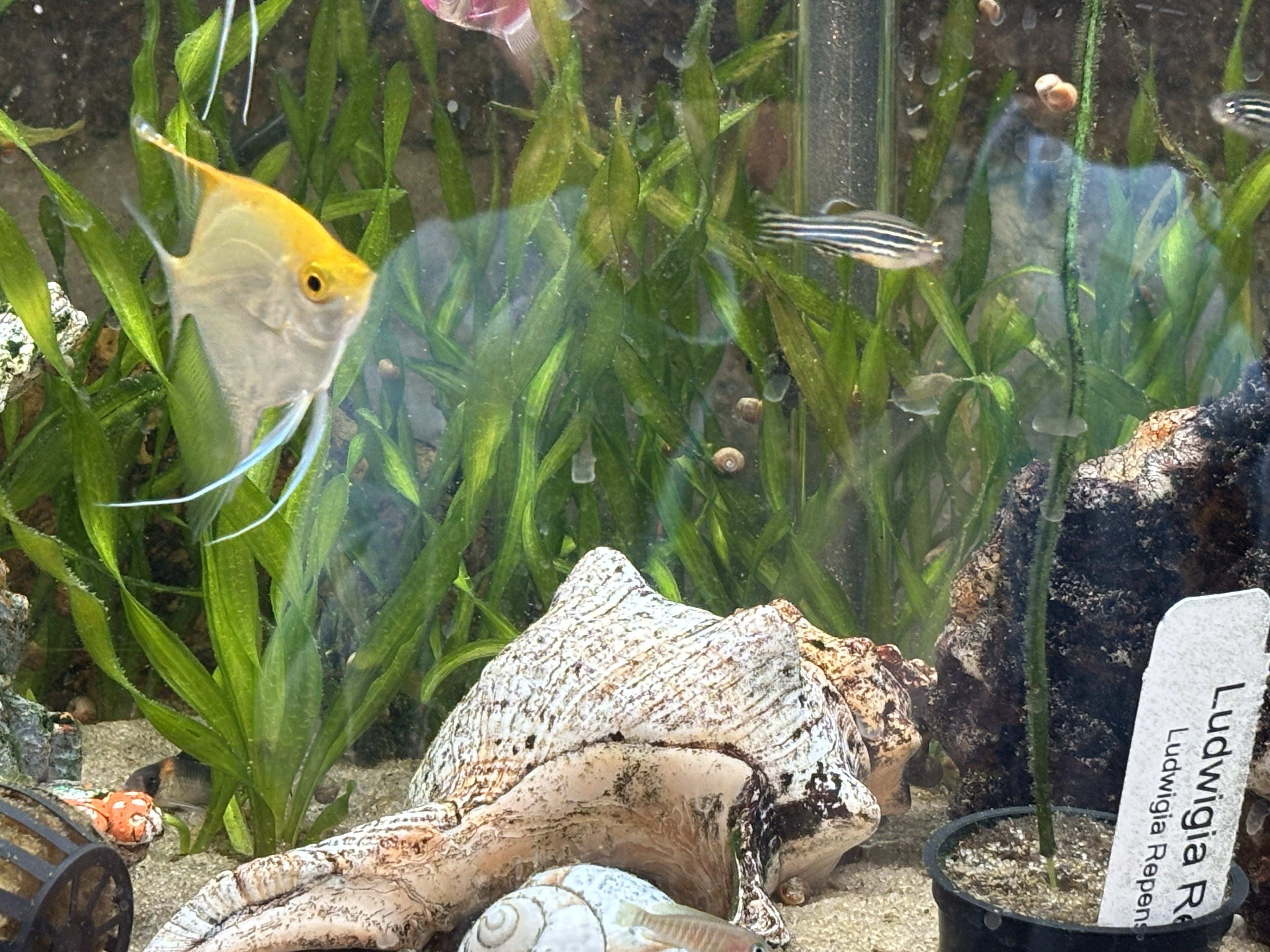 Corkscrew Vallisneria (Vallisneria torta / asiatica)