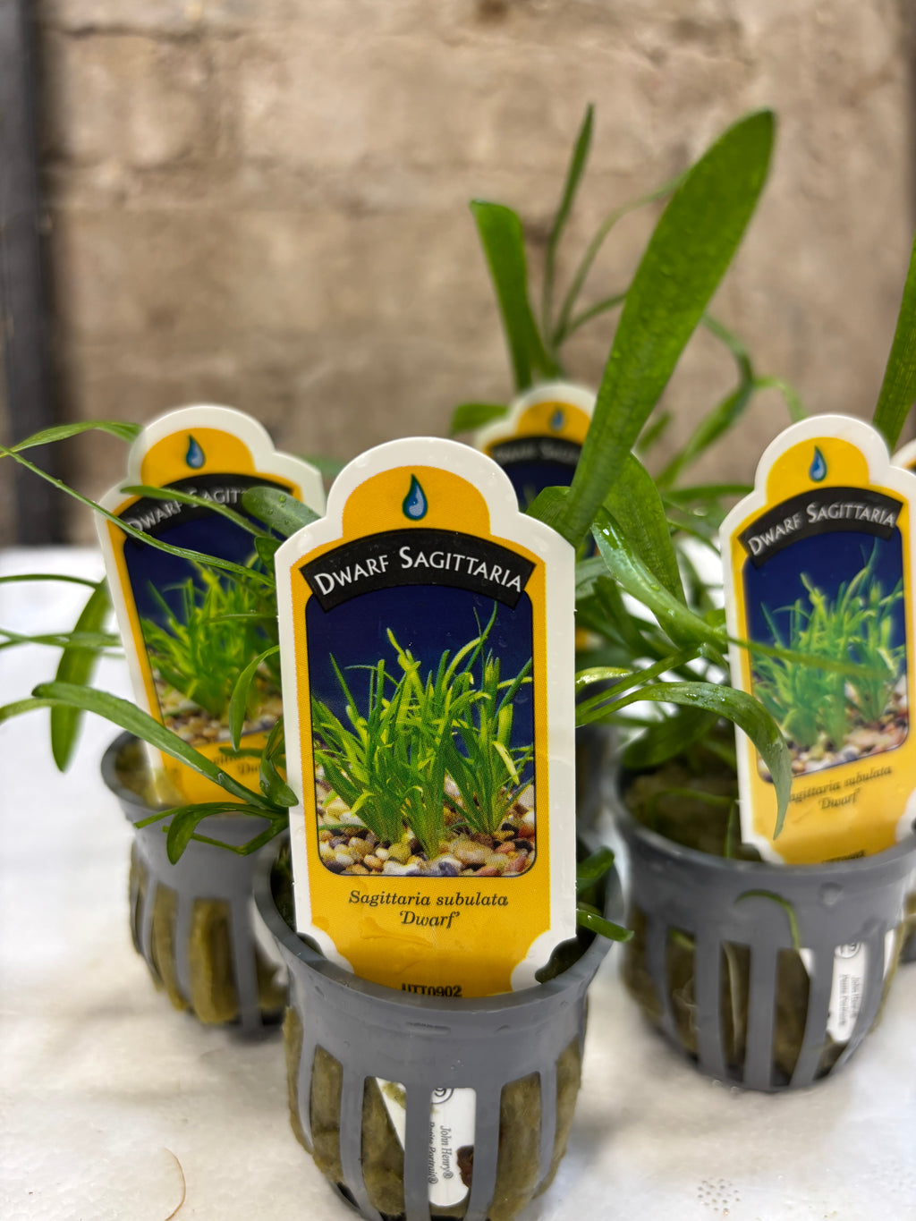 Dwarf Sagittaria (Sagittaria subulata)