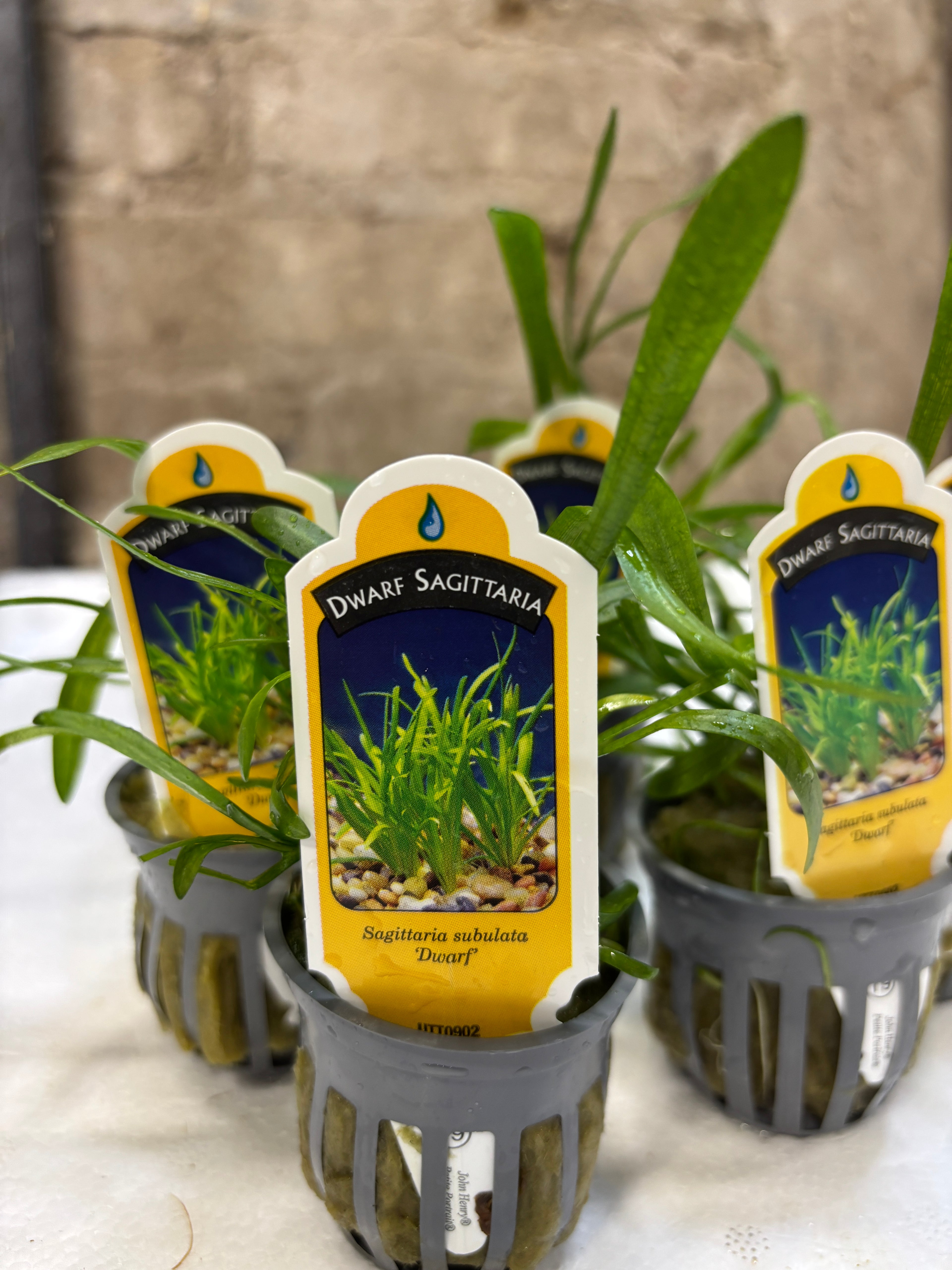 Dwarf Sagittaria (Sagittaria subulata)