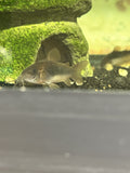 Bronze Corydoras (Osteogaster aeneus)