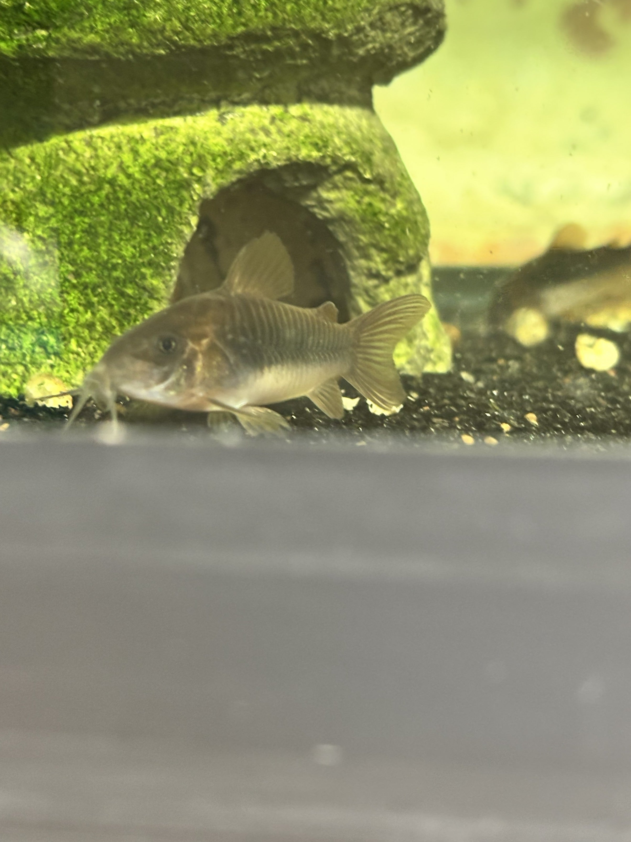 Bronze Corydoras (Osteogaster aeneus)