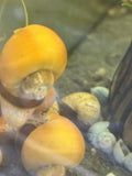 Gold Mystery Snail