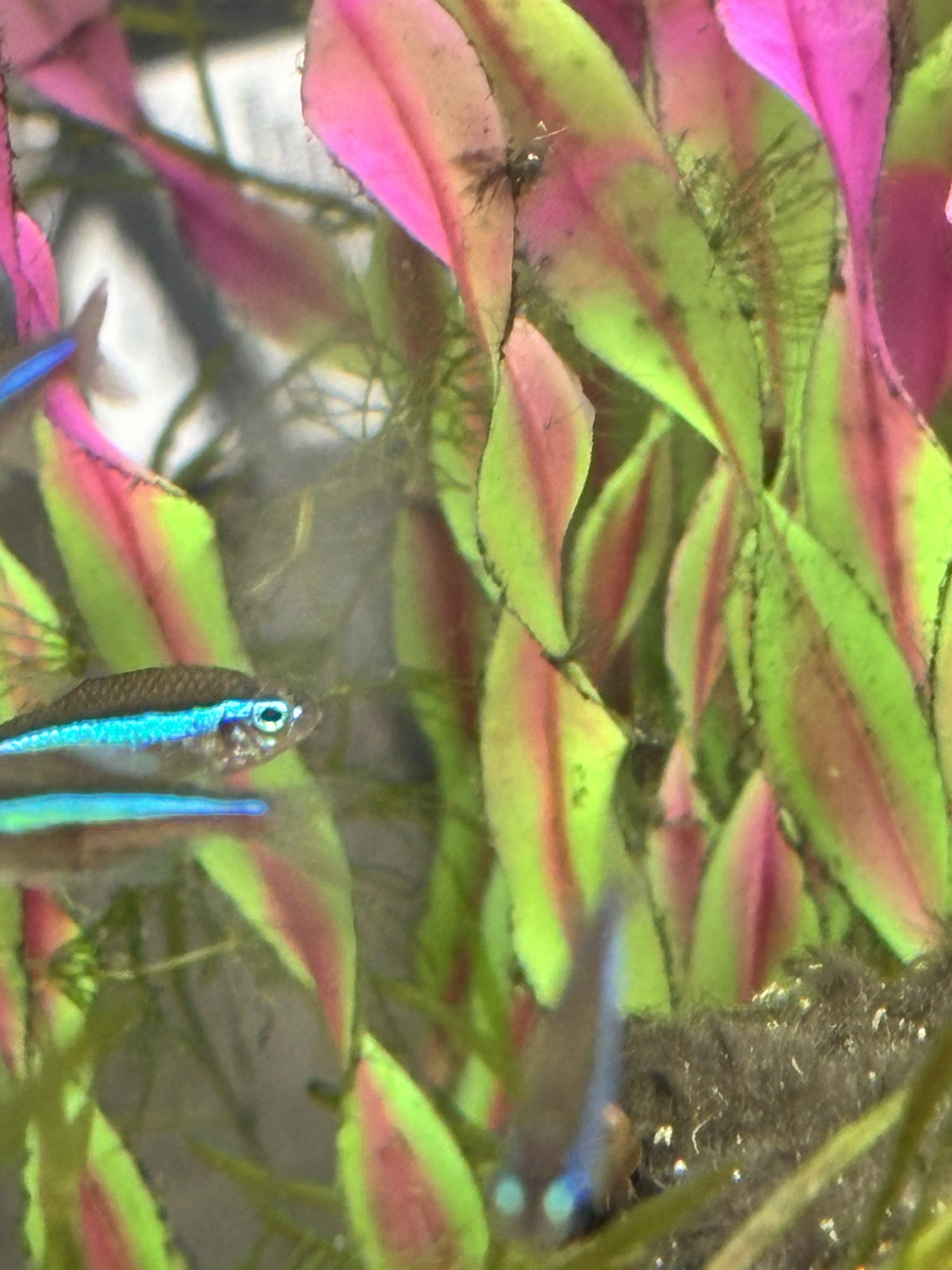 Green Neon Tetra (Paracheirodon simulans)