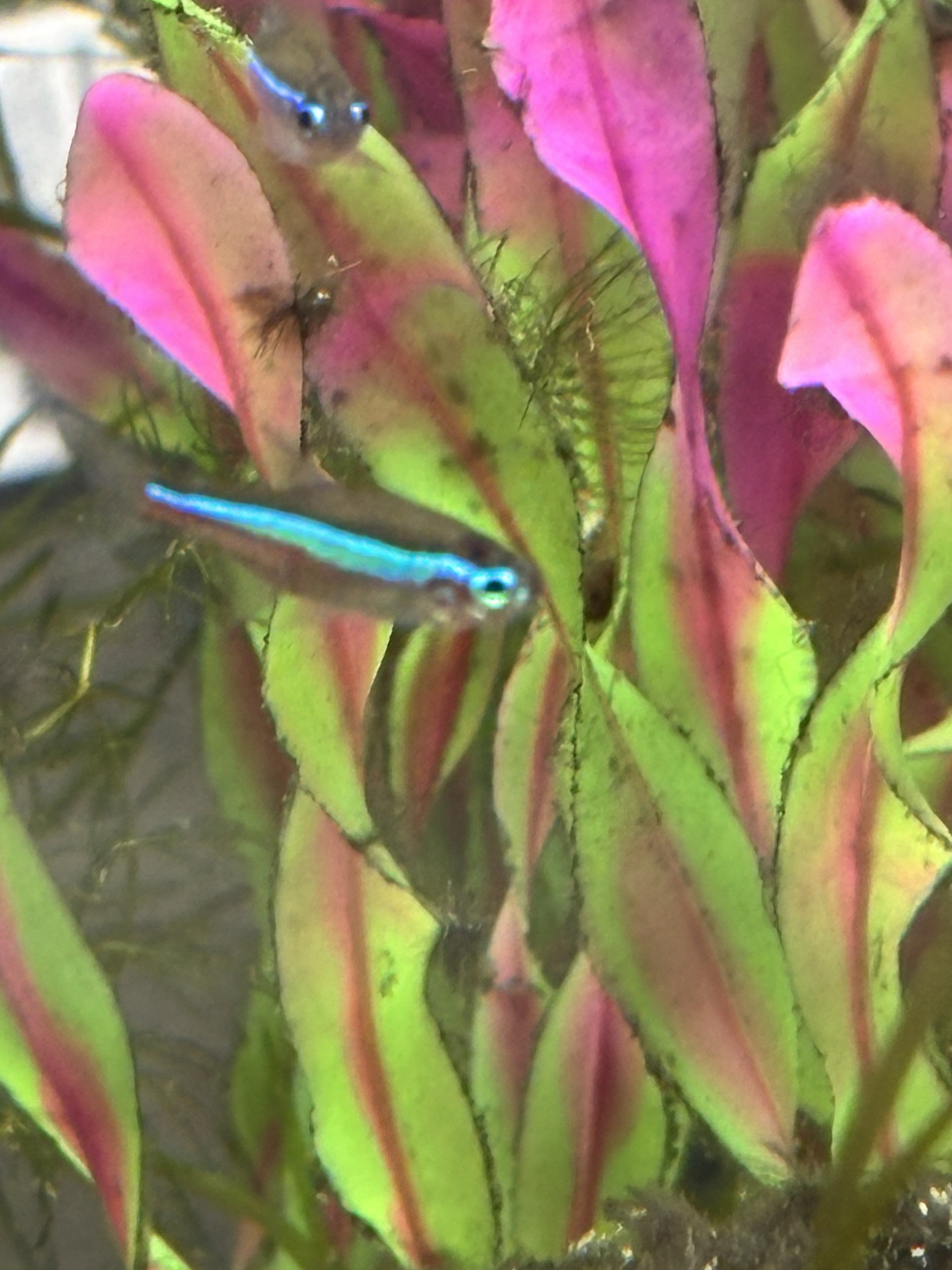 Green Neon Tetra (Paracheirodon simulans)