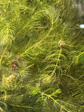 Hornwort