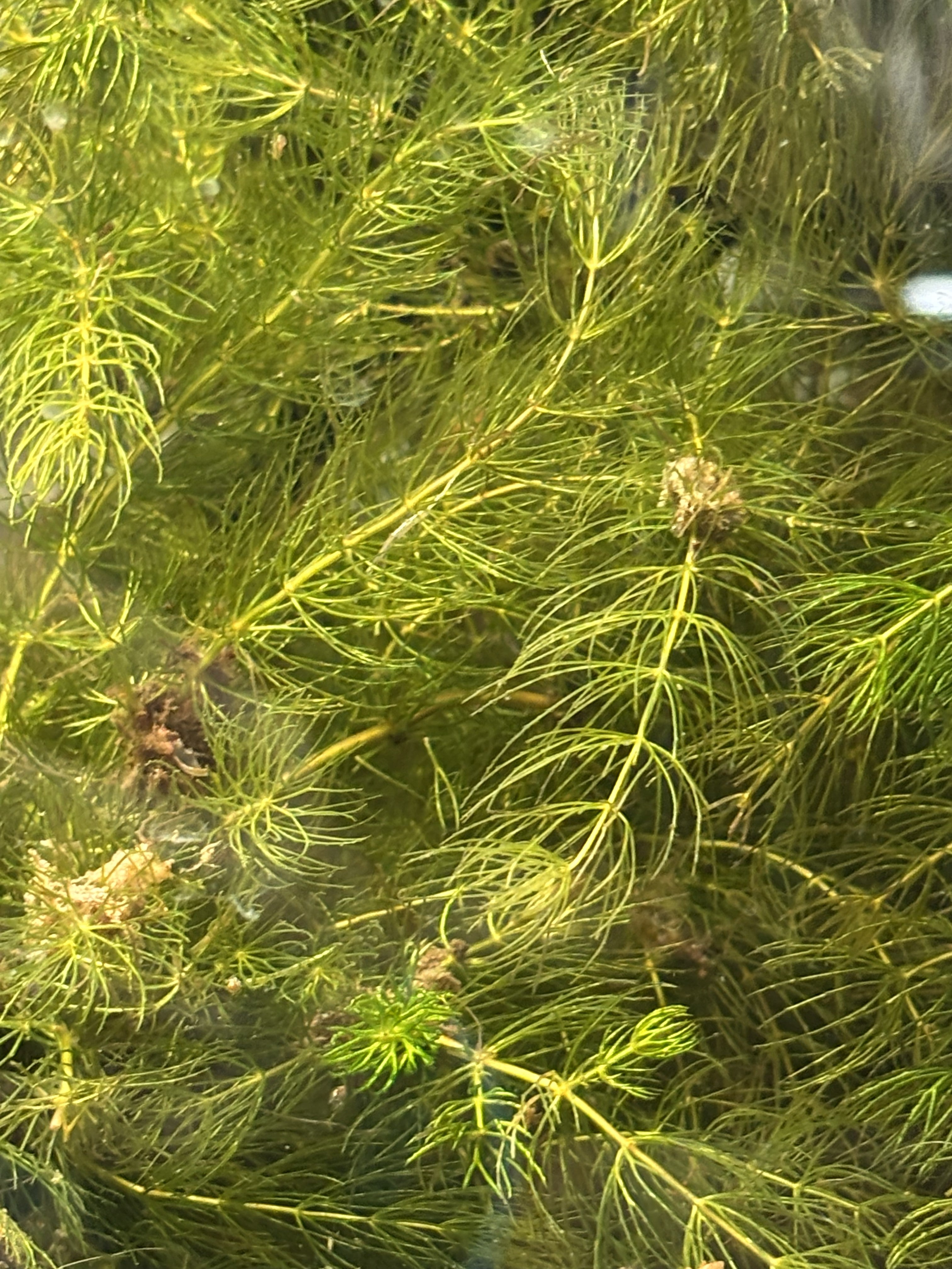 Hornwort