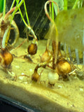 Dwarf Water Onion Bulb (Zephyranthes candida)