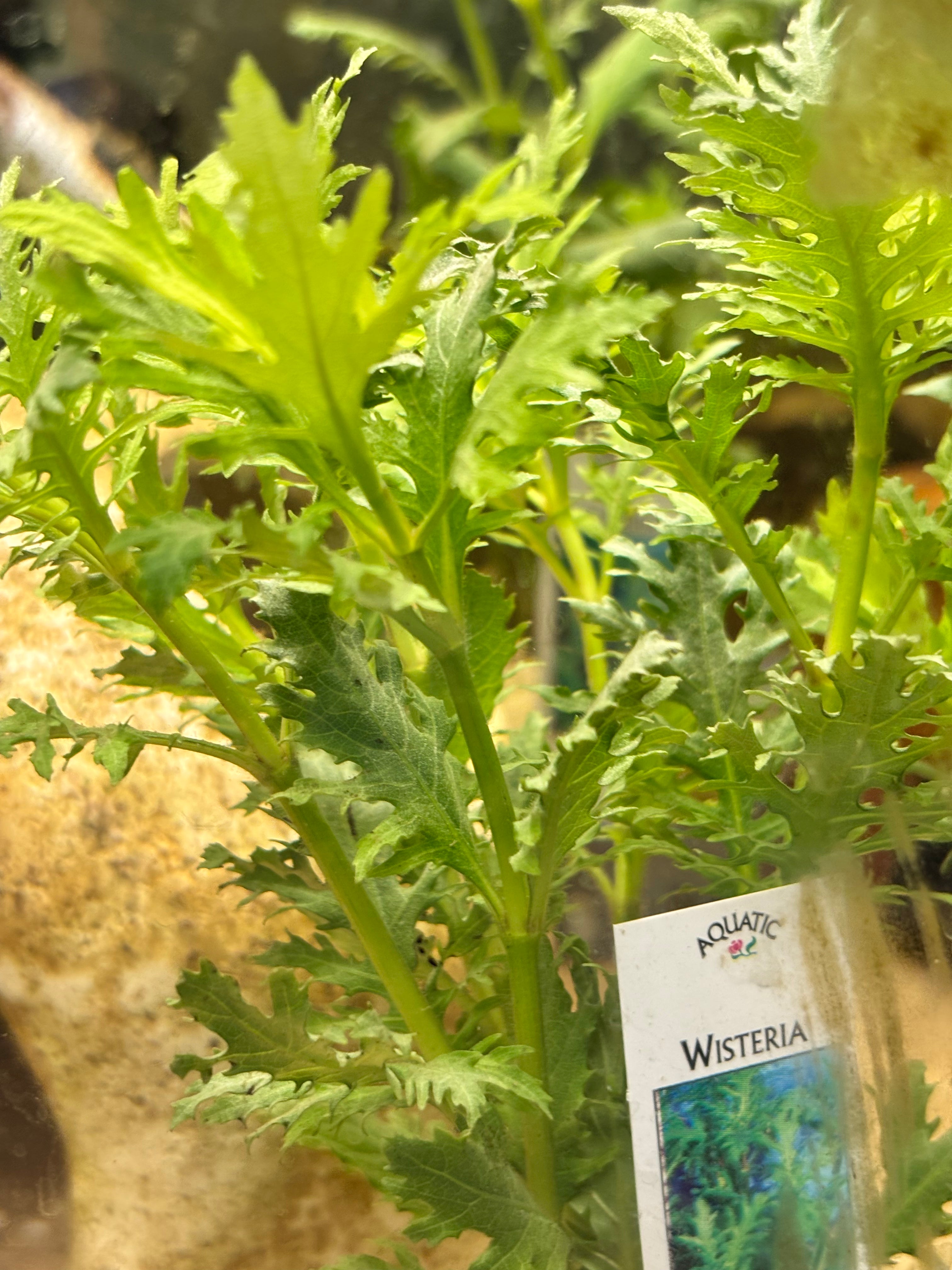 Potted Water Wisteria (Hygrophila difformis)