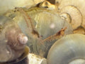 Cull / Wild-Type Neocaridina Shrimp Pack (10+2)