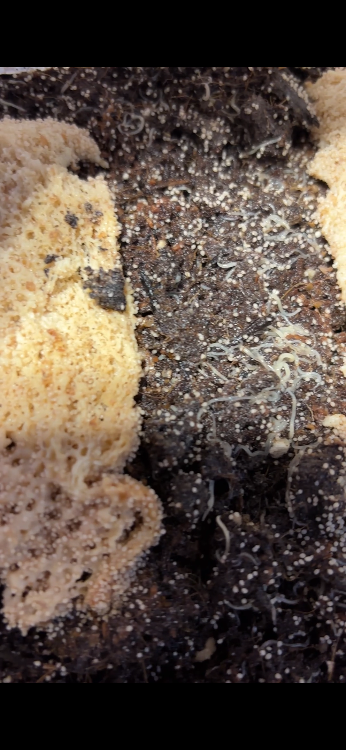 White Worm Starter Cultures