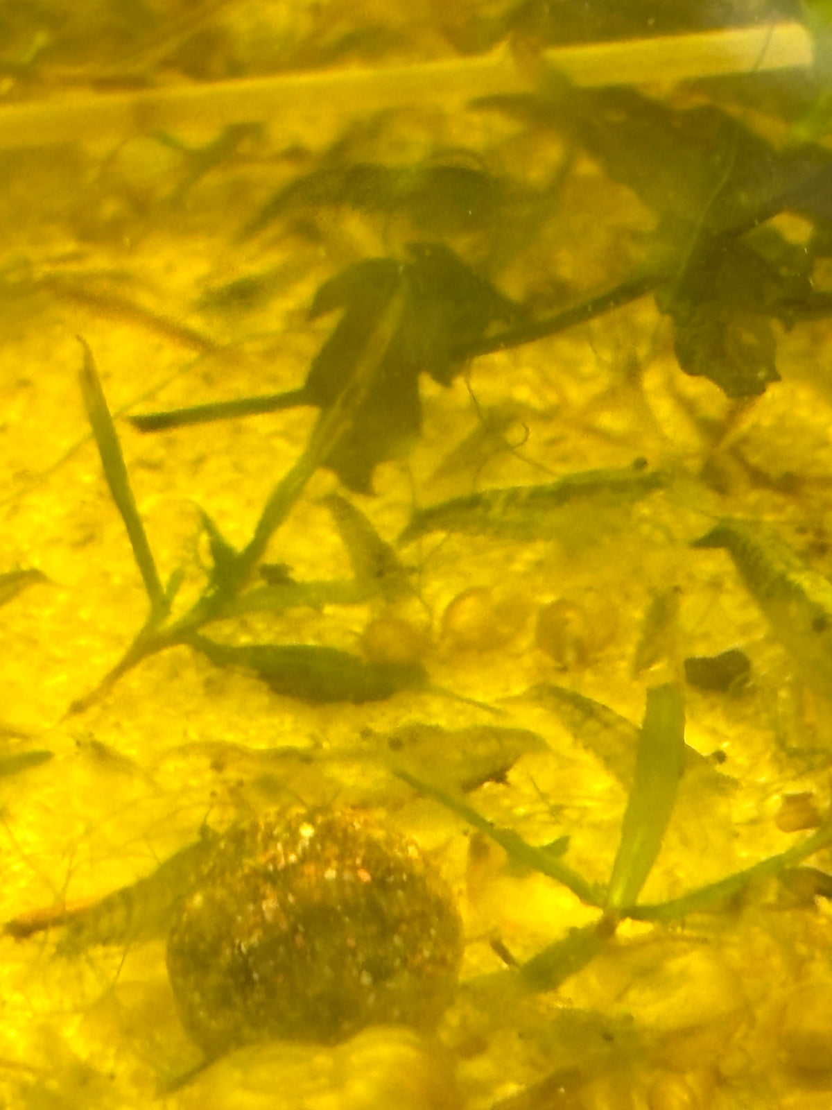 Green Jade Shrimp Culls (10+2)