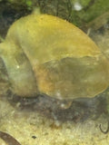 Jade Mystery Snail