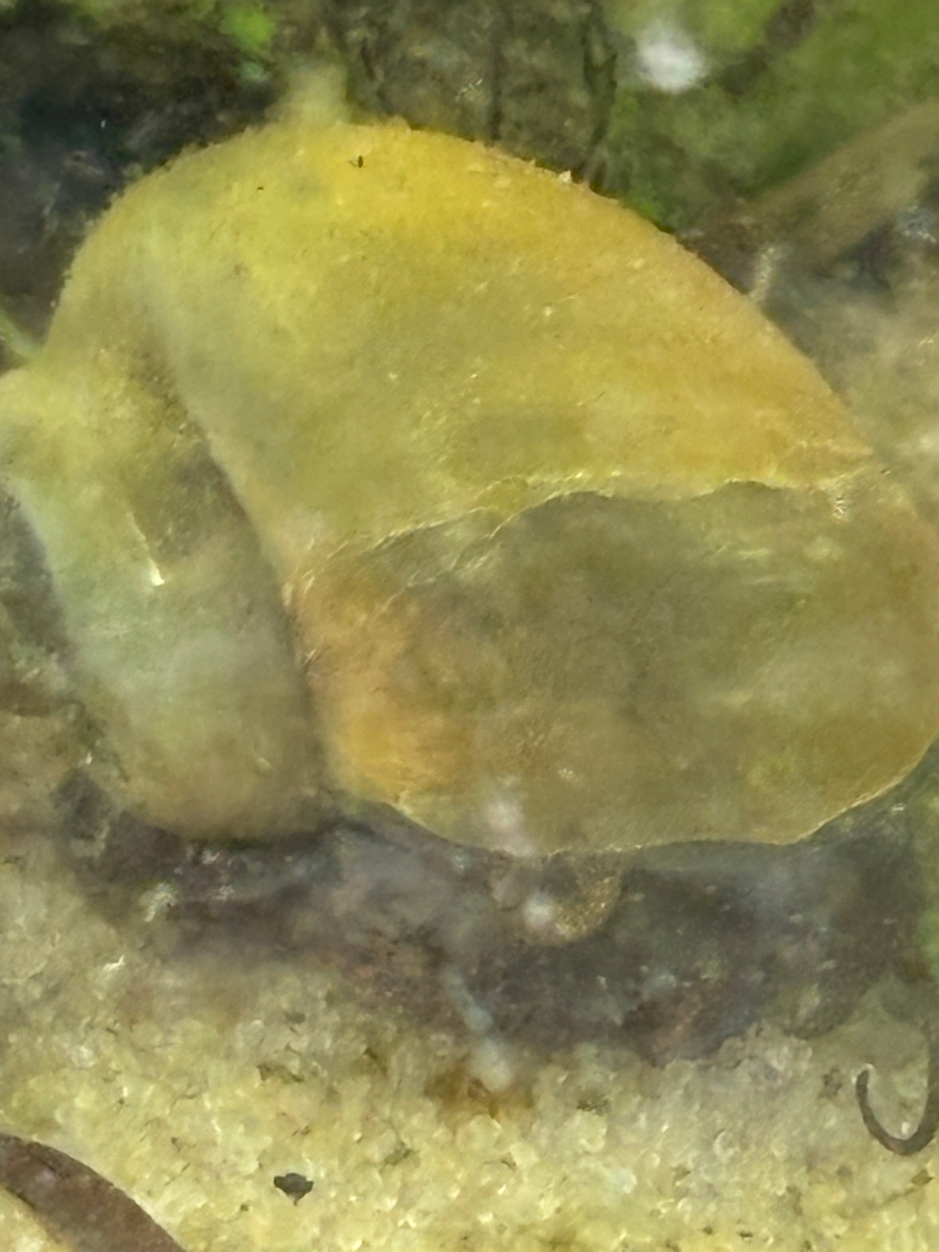 Jade Mystery Snail
